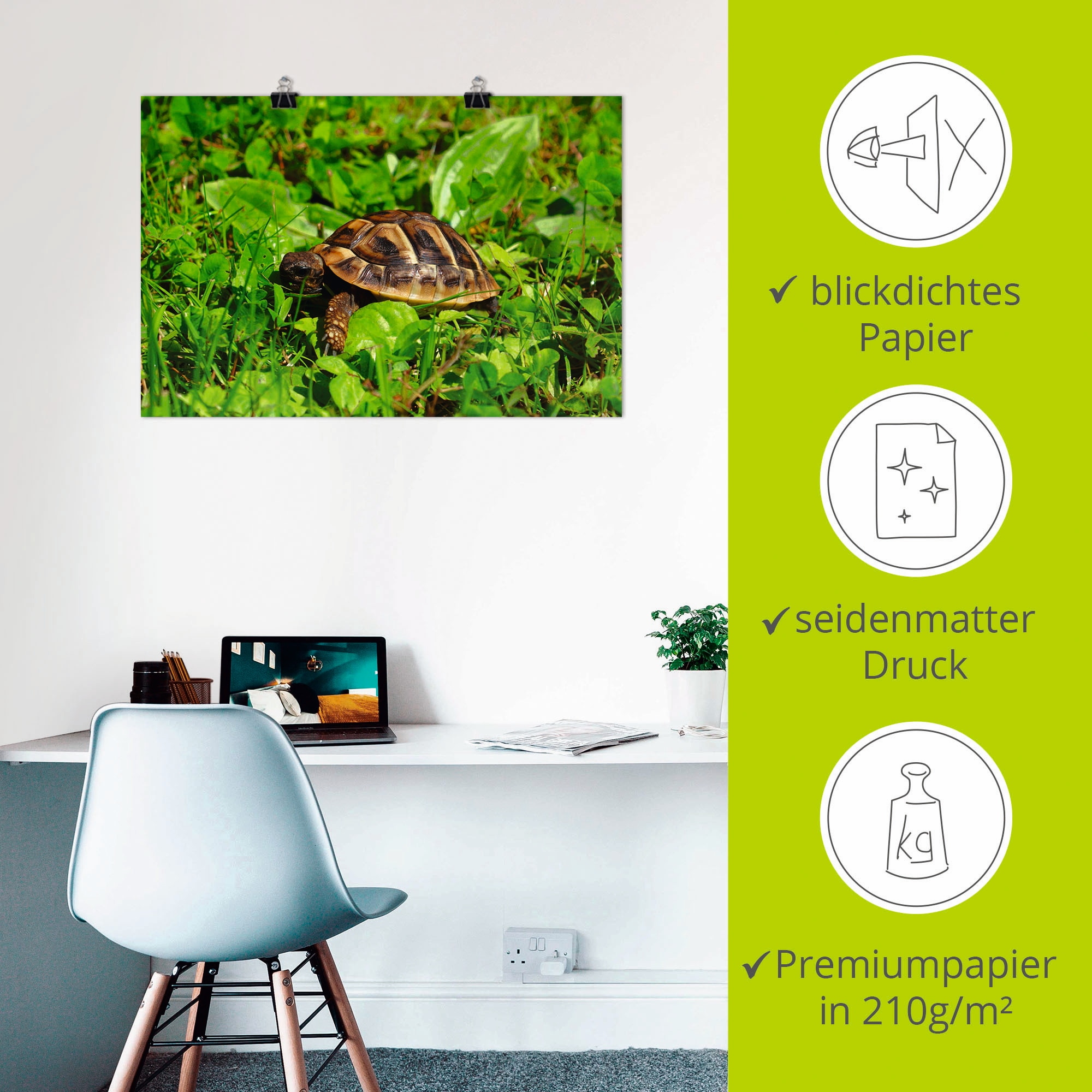 Artland Poster »Griechische Landschildkröten Baby«, Reptilien, (1 St.), als Alubild, Leinwandbild, Wandaufkleber oder Poster in versch. Grössen