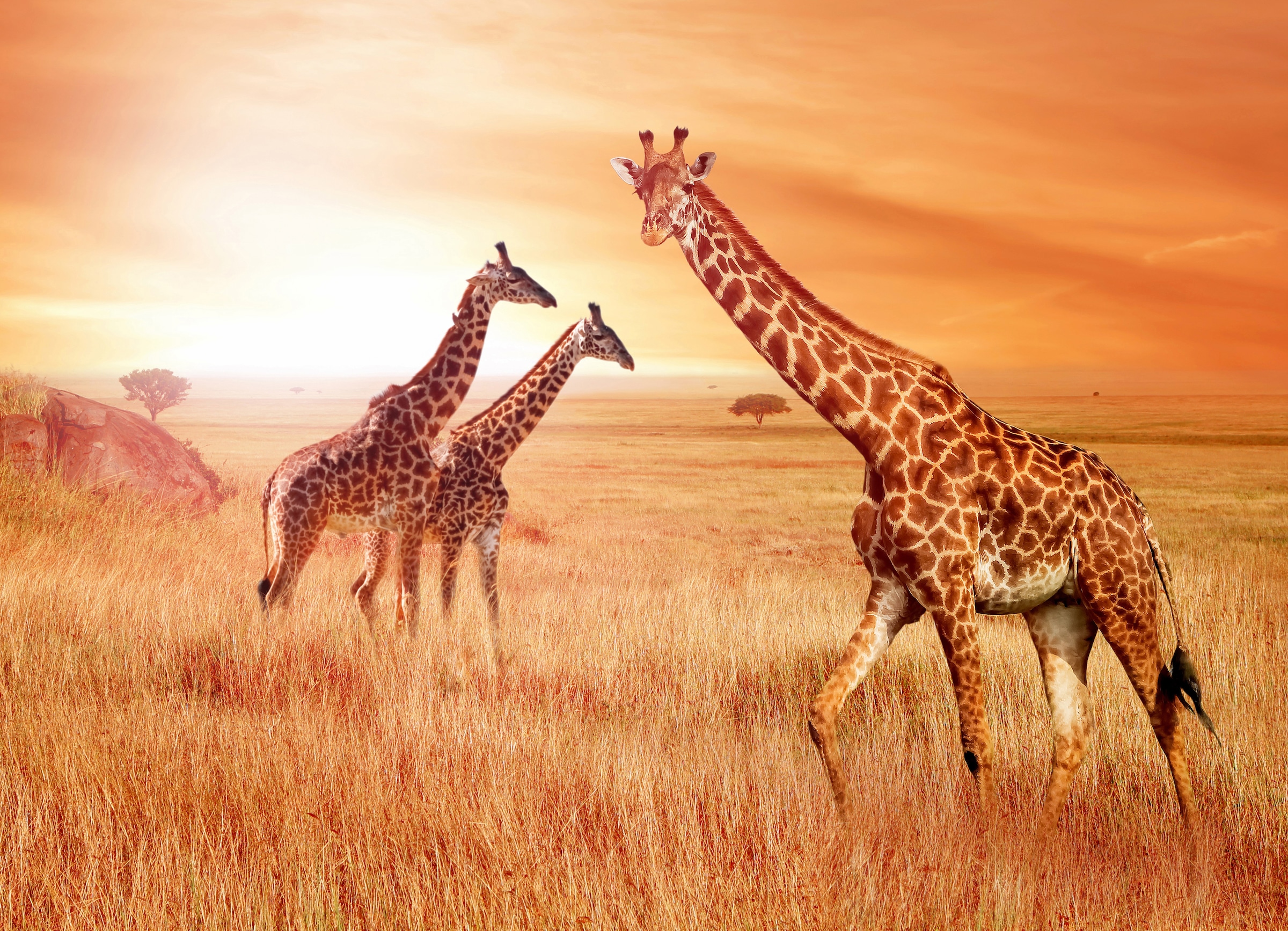 Image of Papermoon Fototapete "African Giraffes" glatt