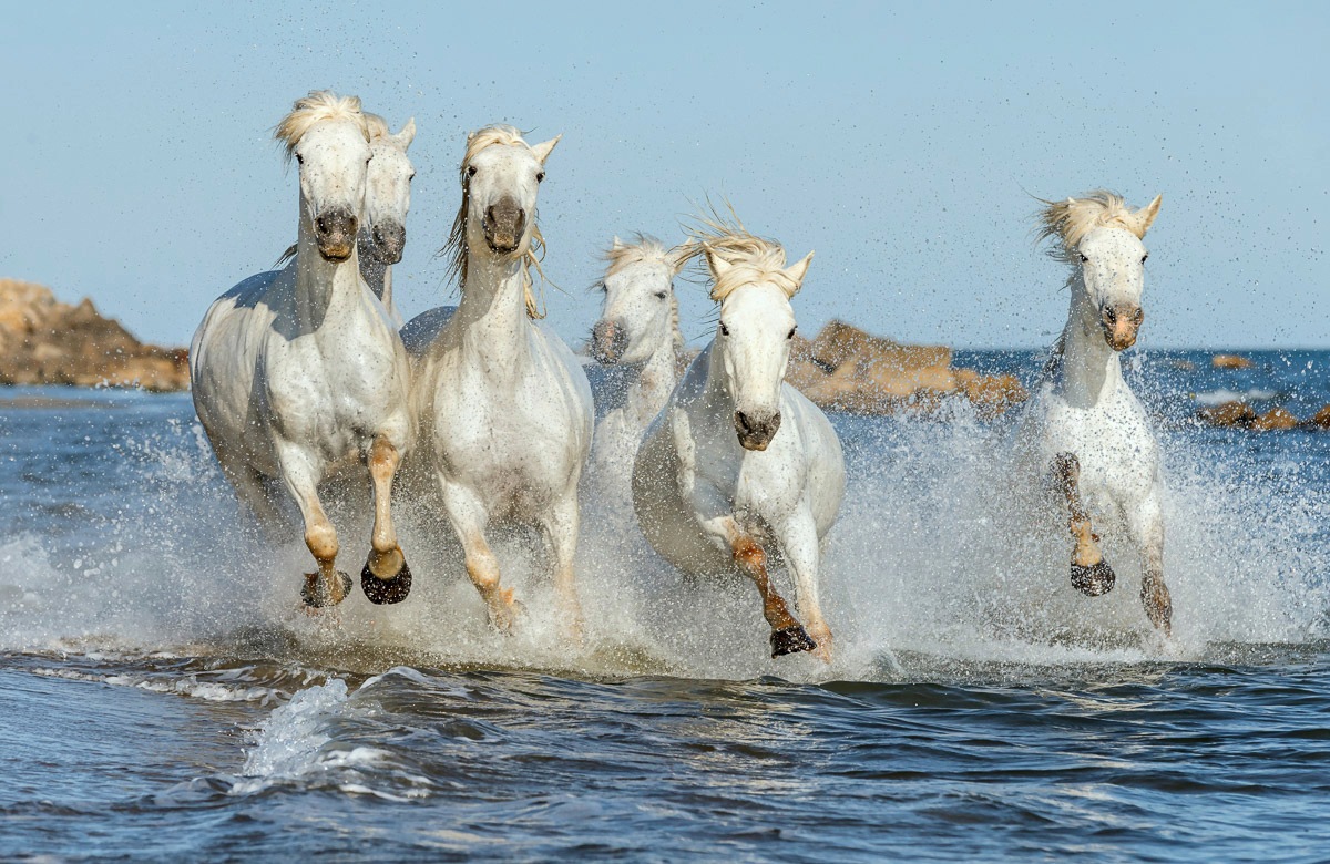 Image of Papermoon Fototapete »PFERDE-CAMARGUE GALLOP STRAND MEER TIERE KÜSTE PROVENCE«, Vliestapete, hochwertiger Digitaldruck, inklusive Kleister bei Ackermann Versand Schweiz