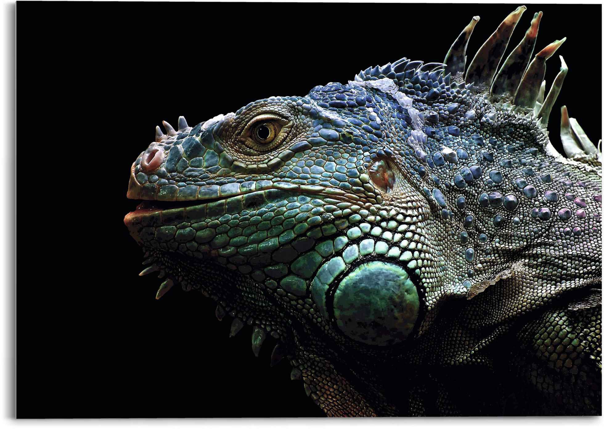 Image of Reinders! Glasbild »Glasbild Leguan Christian Meermann - Tier - Reptilien«, Reptilien, (1 St.) bei Ackermann Versand Schweiz