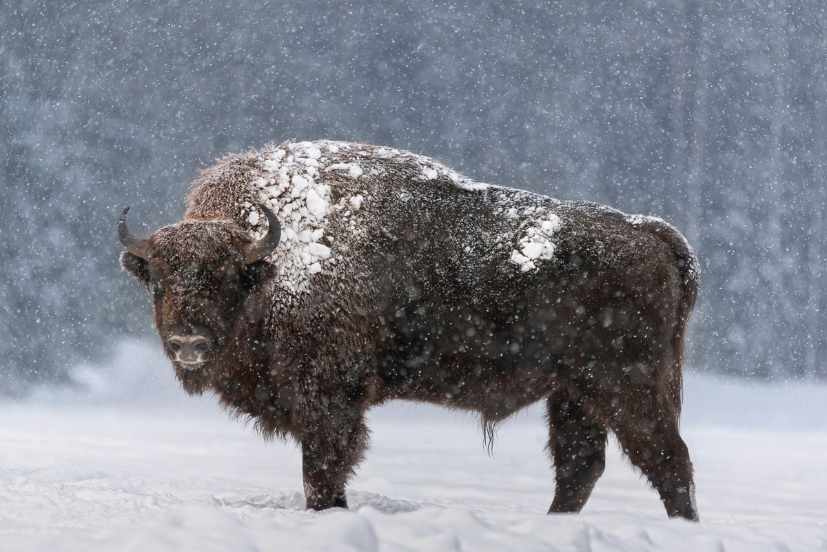 Papermoon Fototapete »Büffel im Schnee«