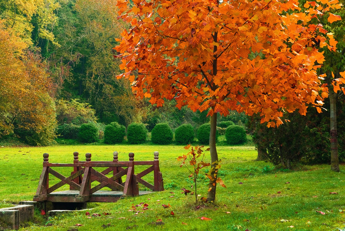 Image of Papermoon Fototapete »Kleine Brücke in Garten«, Vliestapete, hochwertiger Digitaldruck, inklusive Kleister bei Ackermann Versand Schweiz