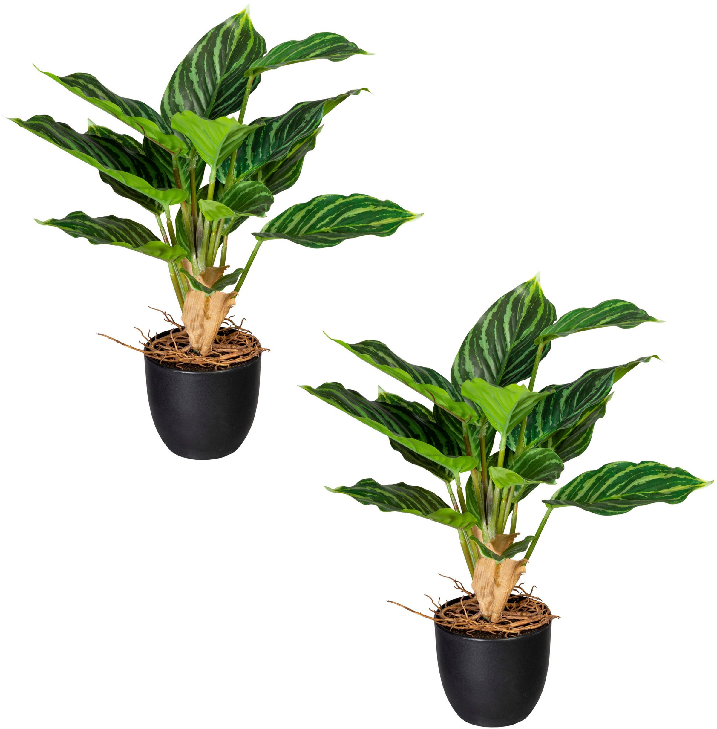 Image of Creativ green Künstliche Zimmerpflanze »Grünpflanze Aglaonema«, (2 St.), im 2er Set bei Ackermann Versand Schweiz