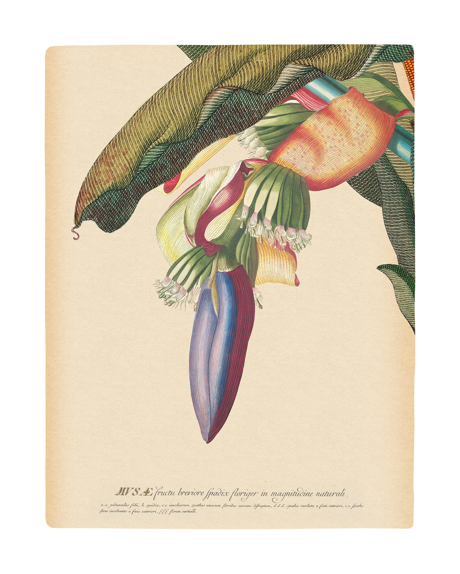 Image of Komar Bild "Banana Heart" Natur 1 Stk. tlg. Wandbild zur Dekoration - ohne Rahmen