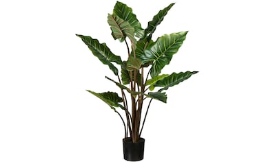 Botanic-Haus Bonsai« »Ficus bequem Kunstbonsai kaufen