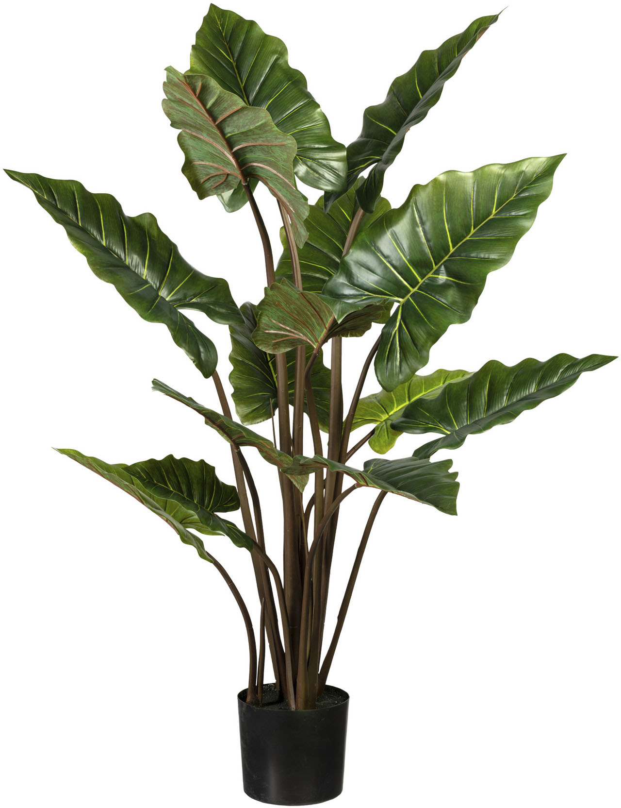 bequem »Ficus Bonsai« Botanic-Haus Kunstbonsai kaufen