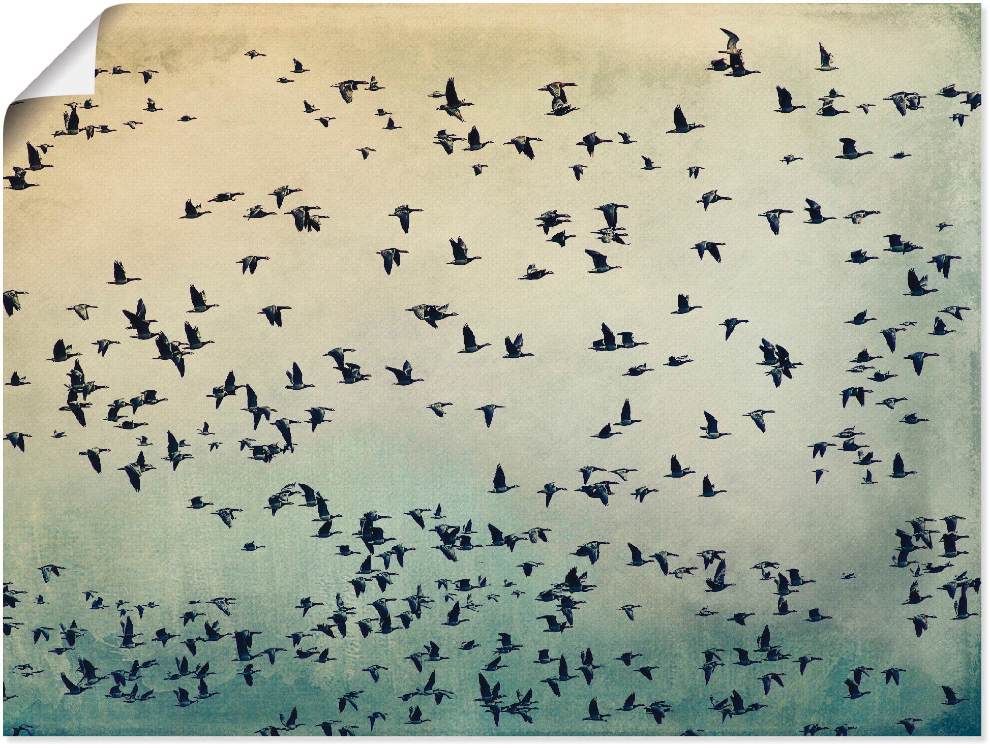 Image of Artland Wandbild »Der Flug«, Vögel, (1 St.), in vielen Grössen & Produktarten -Leinwandbild, Poster, Wandaufkleber / Wandtattoo auch für Badezimmer geeignet bei Ackermann Versand Schweiz