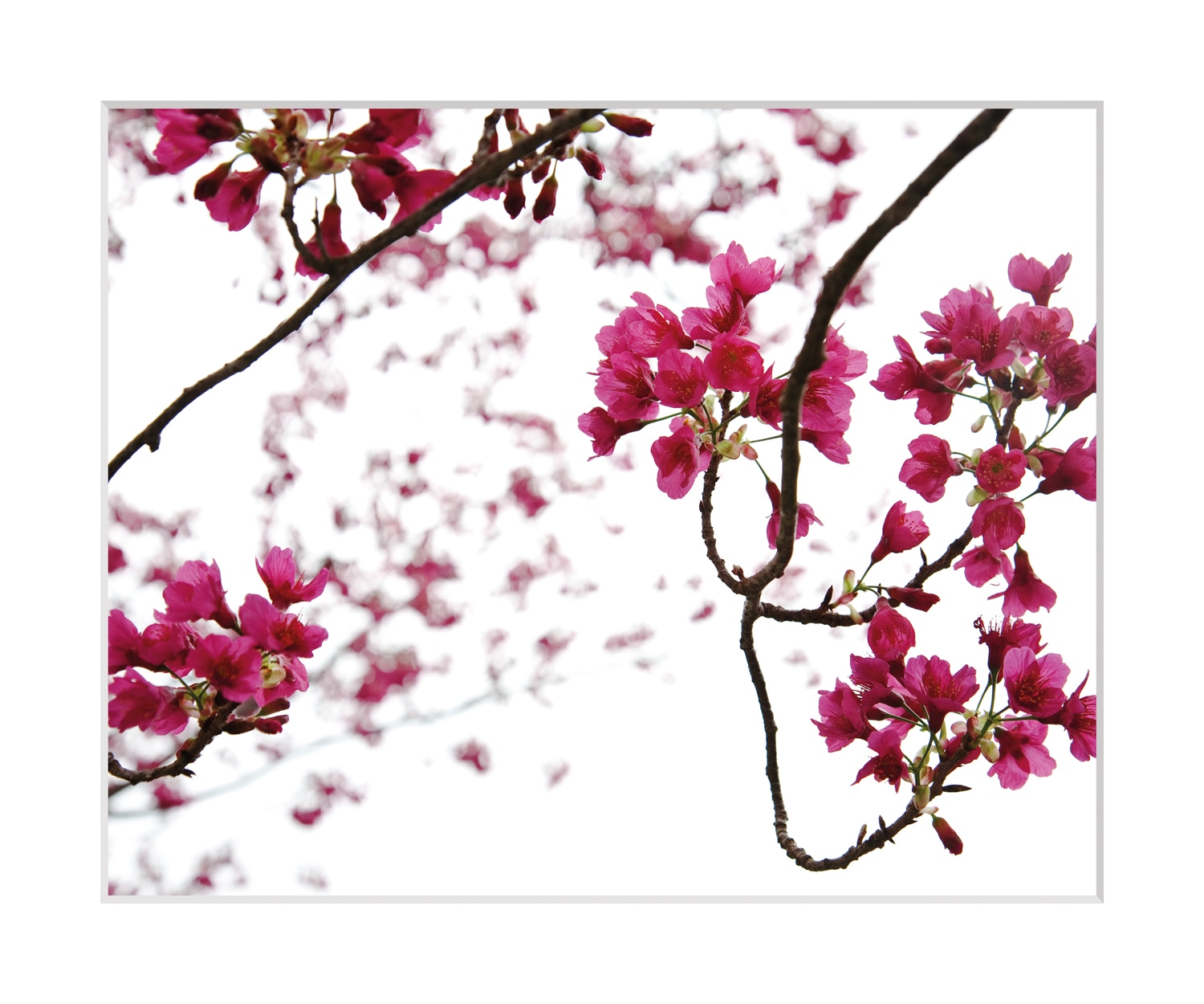 queence Bild »Roxanne«, Blumen, Rosen, gerahmt