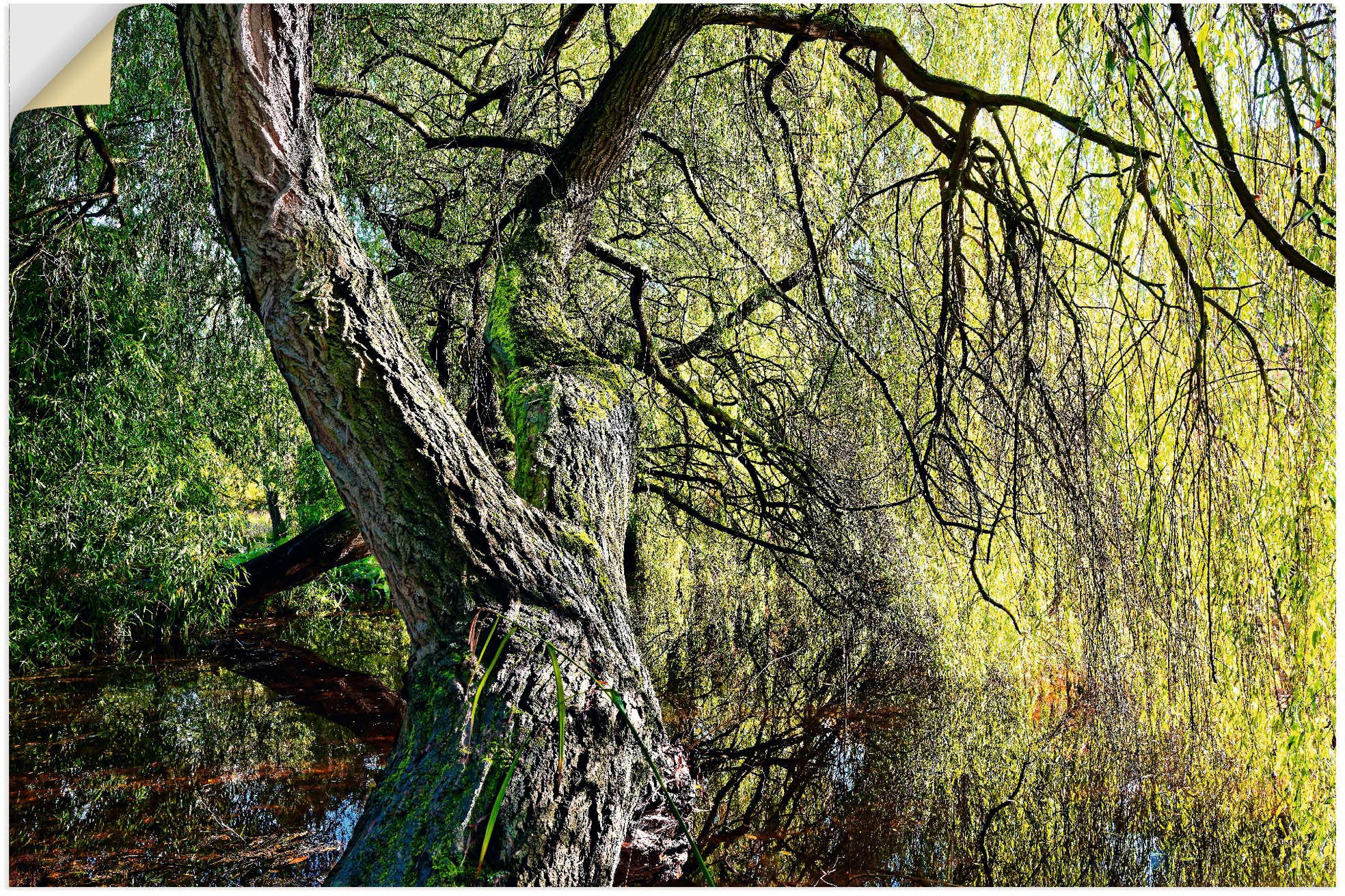 Image of Artland Wandbild »Weidenbaum«, Baumbilder, (1 St.), in vielen Grössen & Produktarten - Alubild / Outdoorbild für den Aussenbereich, Leinwandbild, Poster, Wandaufkleber / Wandtattoo auch für Badezimmer geeignet bei Ackermann Versand Schweiz