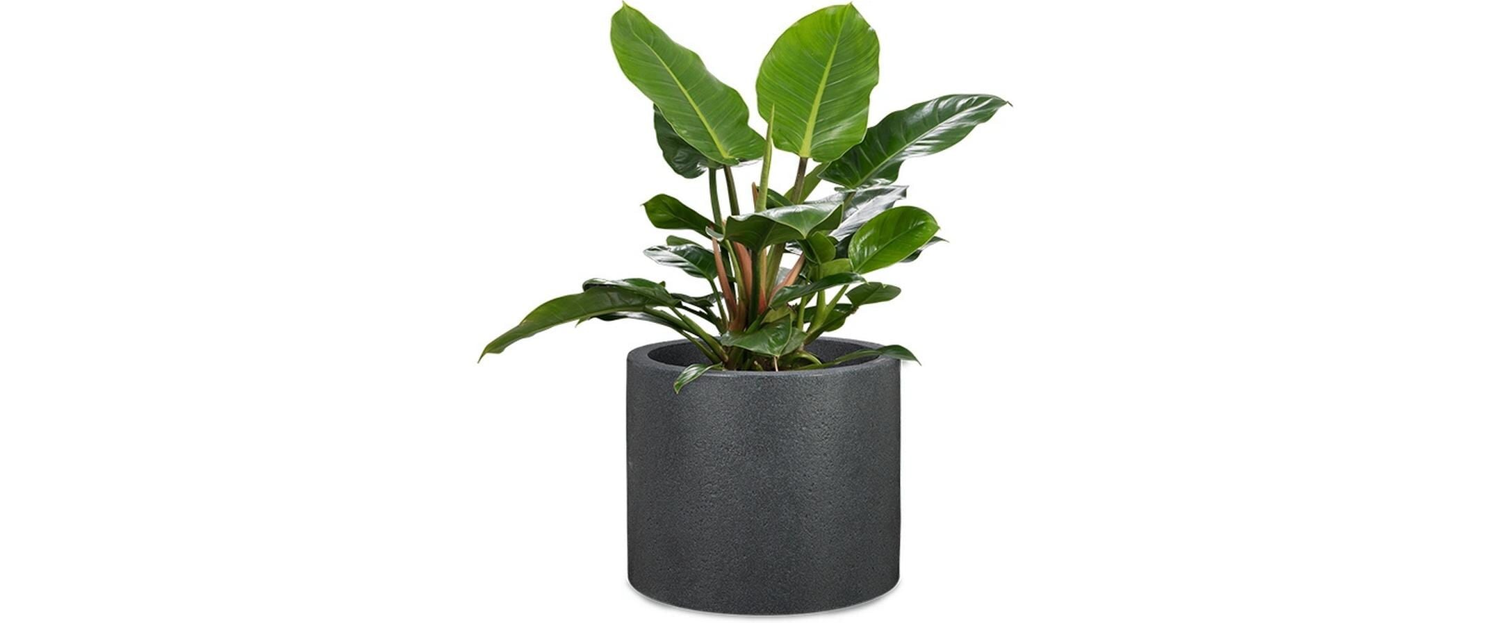 Scheurich Blumentopf »PFG 30/130 Granit«