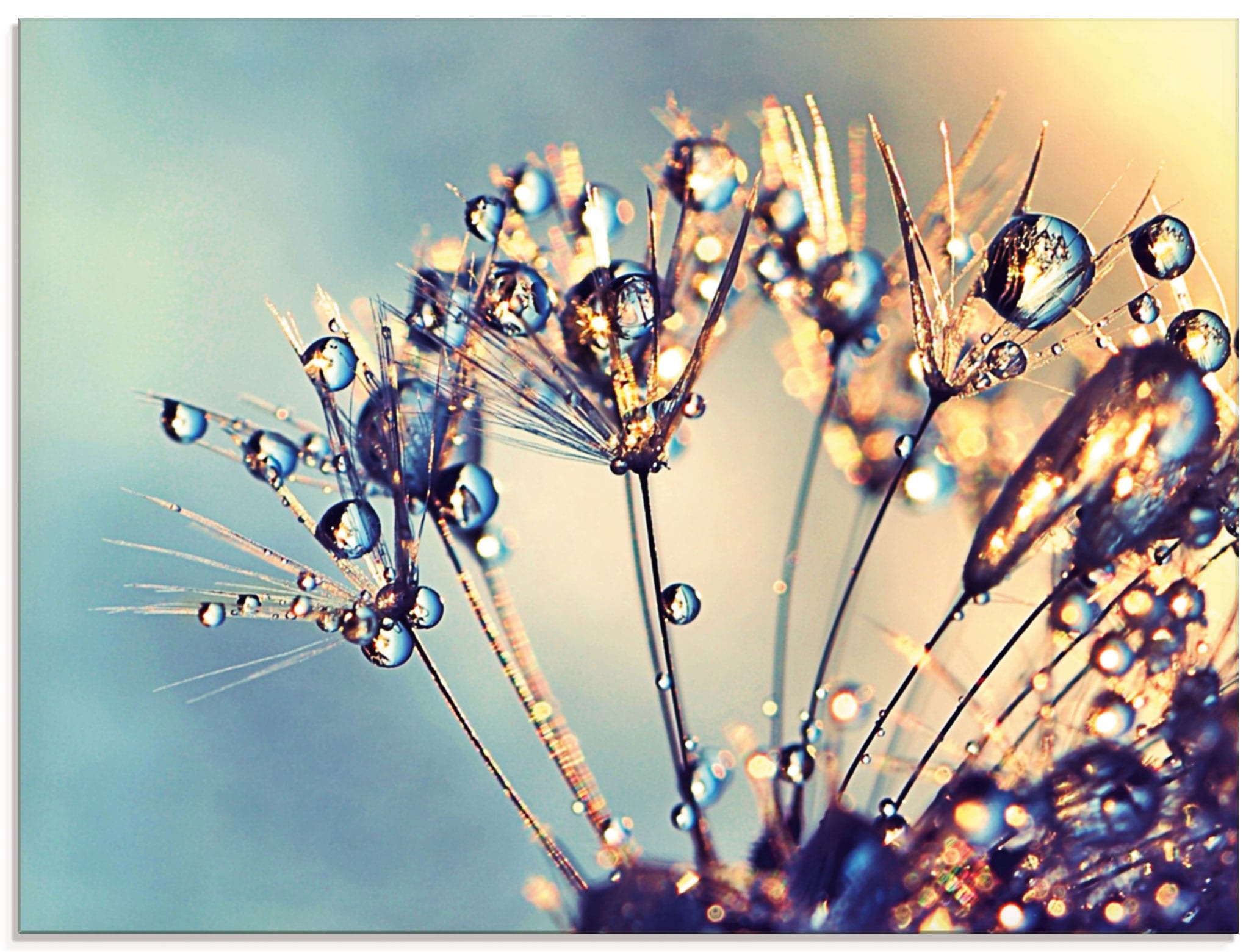 Image of Artland Glasbild "Pusteblume Glitzertau" Blumen 1 Stk. tlg. in verschiedenen Grössen
