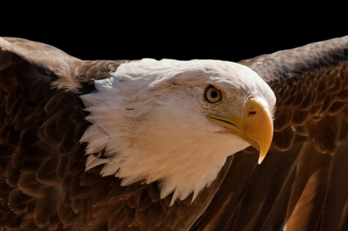 Image of Papermoon Fototapete »Adler«, Vliestapete, hochwertiger Digitaldruck, inklusive Kleister bei Ackermann Versand Schweiz