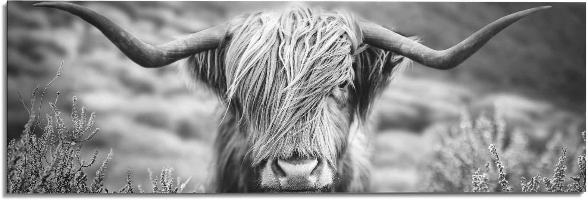 - günstig Highlander - Reinders! Kuh, Nahaufnahme Wandbild »Wandbild Hochlandrind Tiermotiv Bulle Bild«, kaufen St.) (1