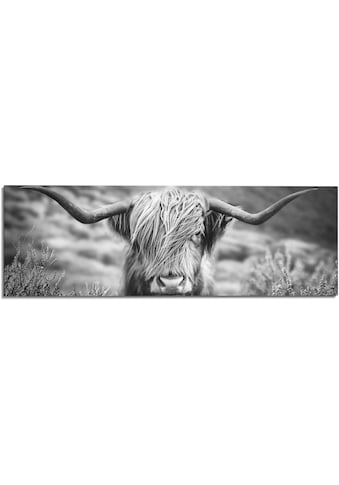 Wandbild »Wandbild Highlander Bulle Tiermotiv - Nahaufnahme - Hochlandrind Bild«, Kuh,...