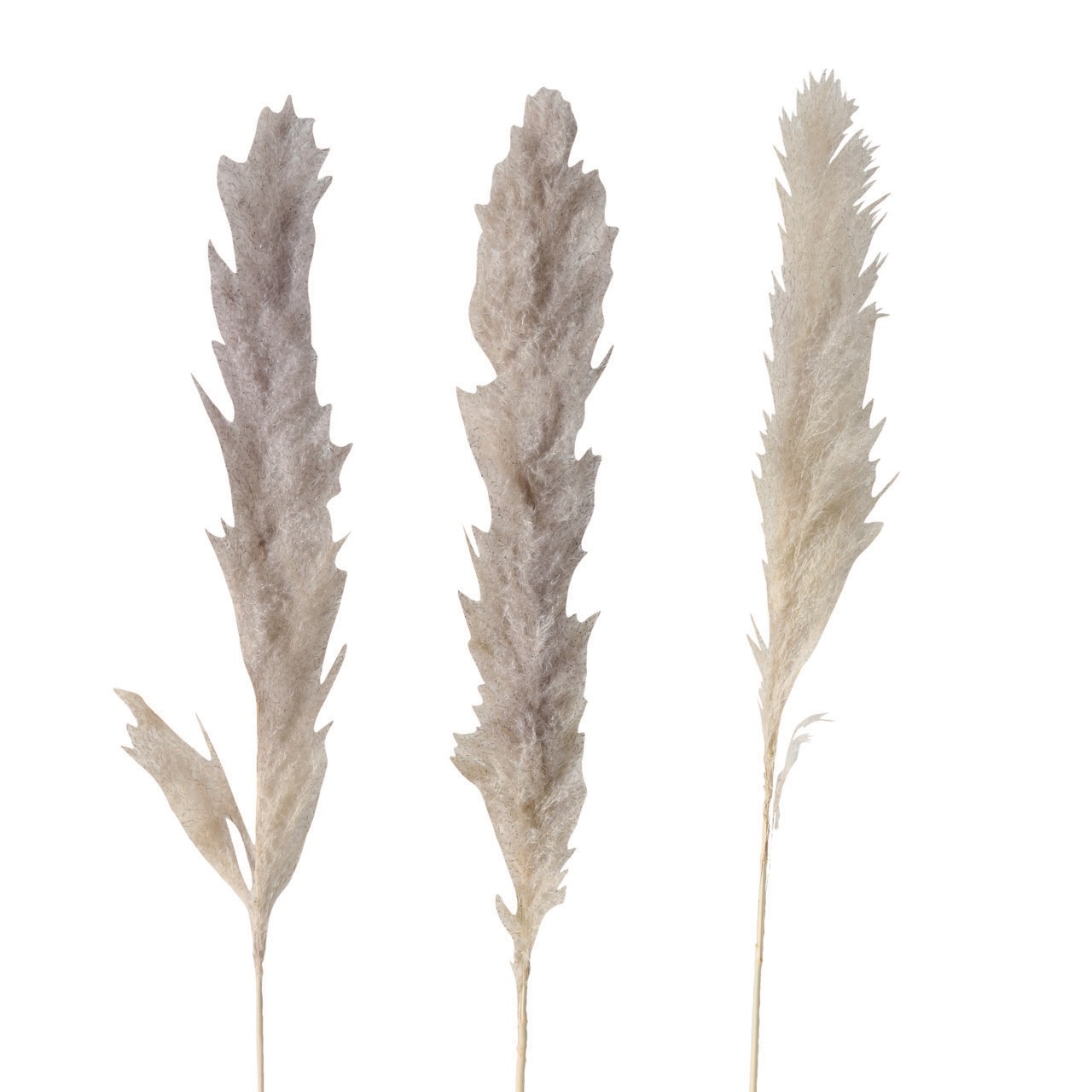 Image of andas Trockenblume »Heaby«, (Set, 3 St.), Pampasgras, 3er Set bei Ackermann Versand Schweiz
