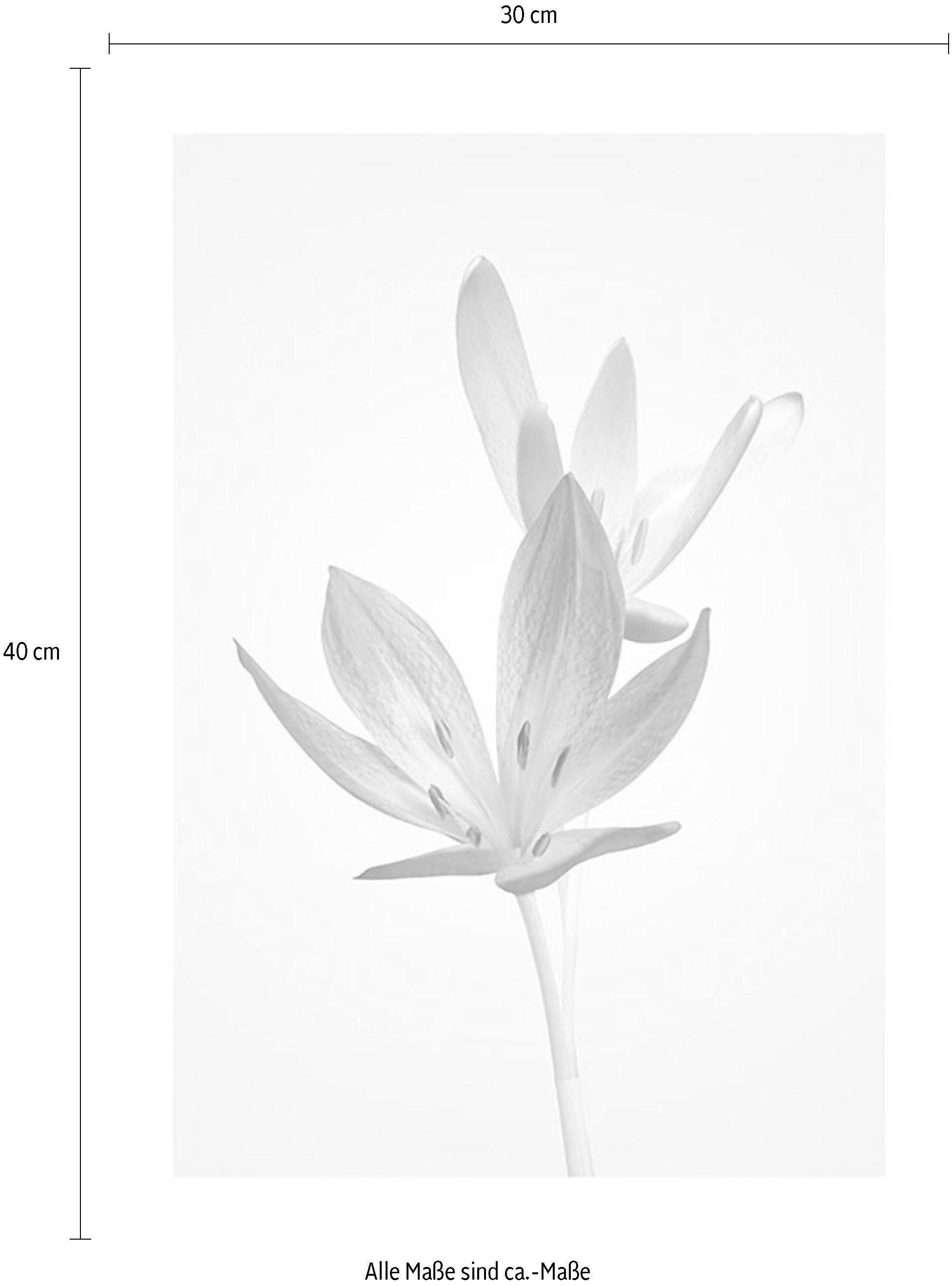 Komar Image »Autumn Crocus« 1 cuis tlg. Wandbild zur Dekoration - ohne Rahmen