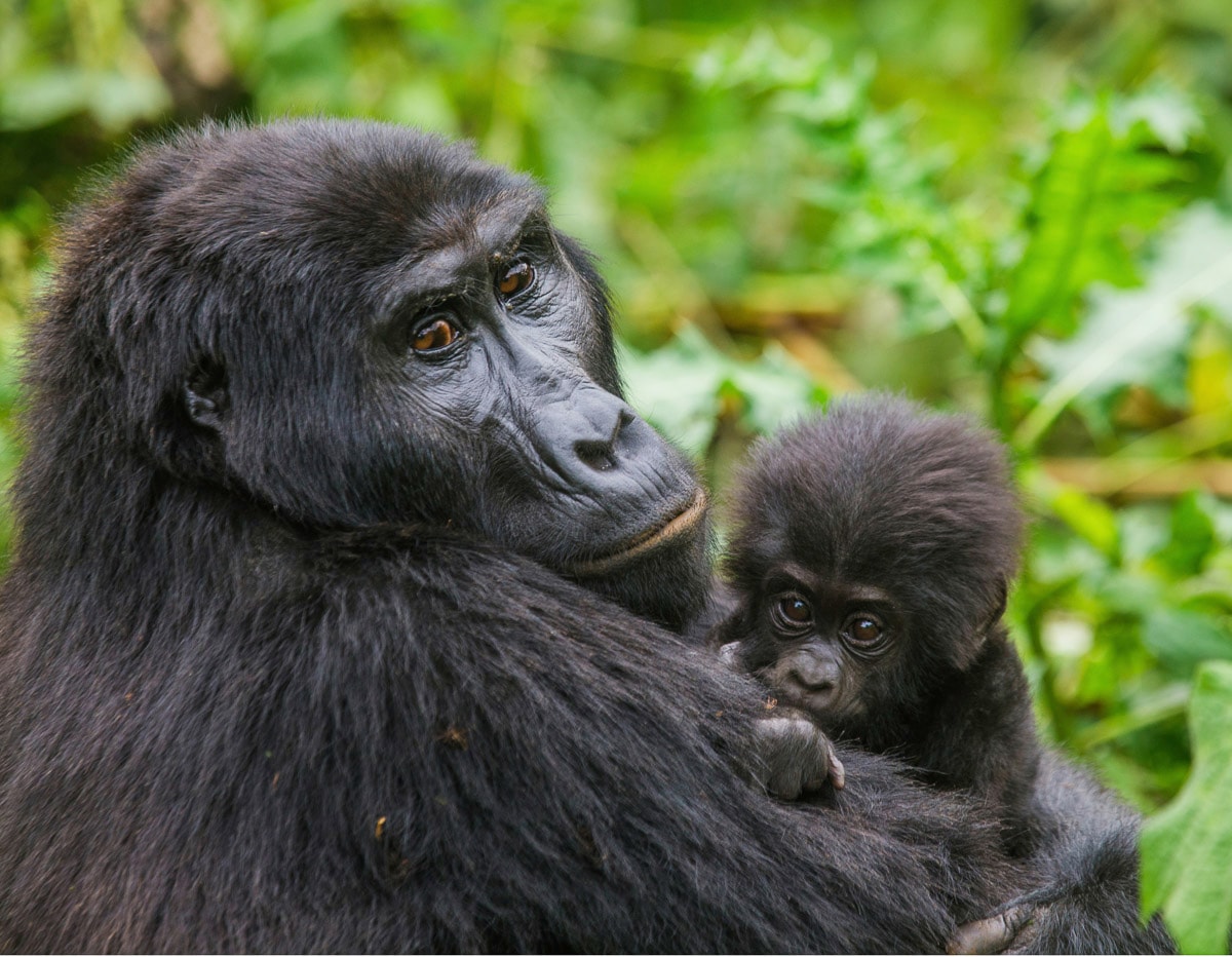 Papermoon Fototapete "Gorilla mit Baby"