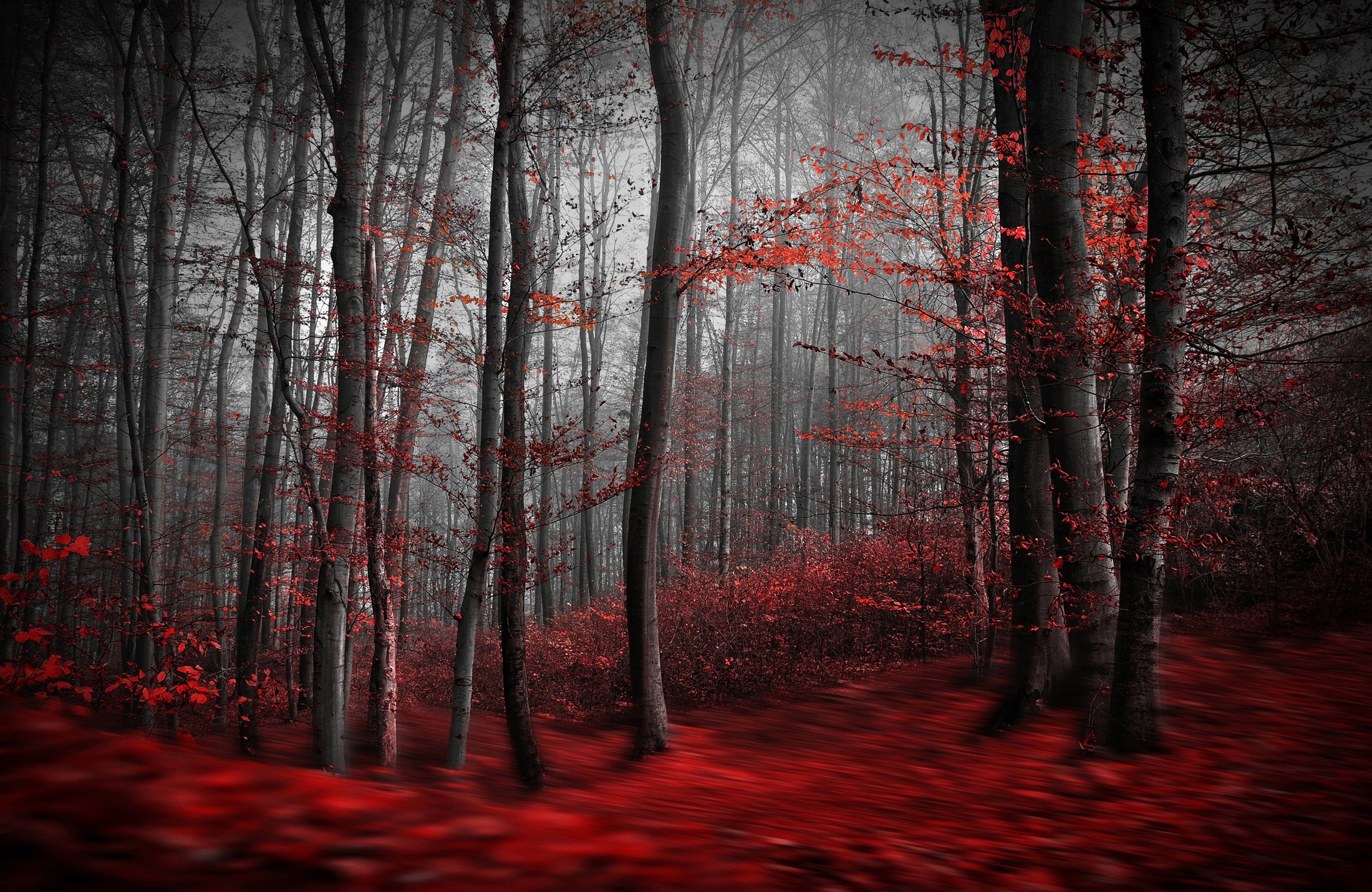 Image of Papermoon Fototapete »Photo-Art SAMANTA KRIVEC, BLUTIGER FORREST«, Vliestapete, hochwertiger Digitaldruck, inklusive Kleister bei Ackermann Versand Schweiz