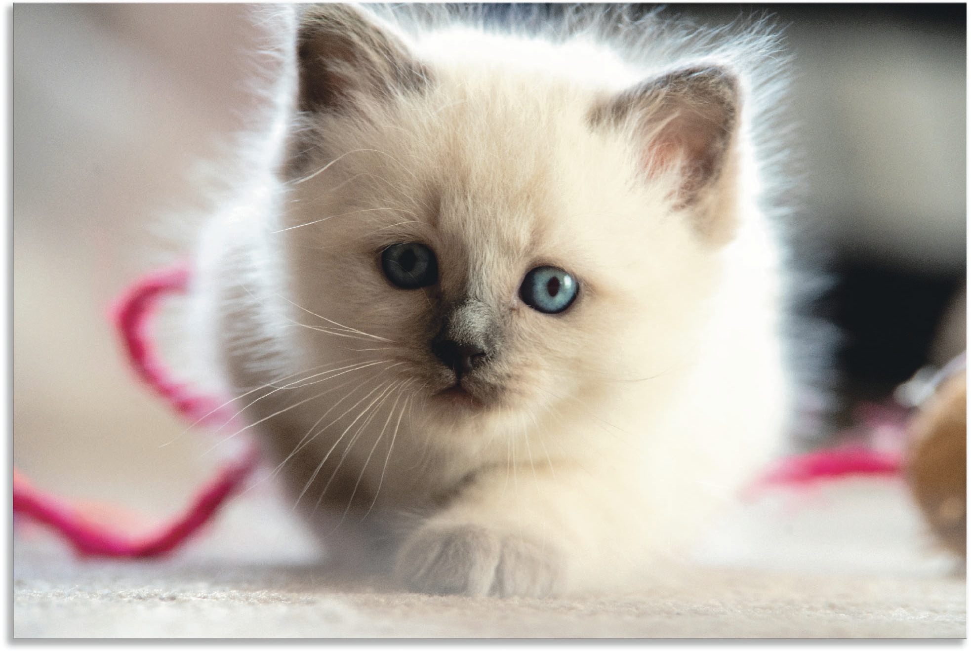 Image of Artland Wandbild »Heilige Birma Katze im Spiel«, Katzenbilder, (1 St.), in vielen Grössen & Produktarten - Alubild / Outdoorbild für den Aussenbereich, Leinwandbild, Poster, Wandaufkleber / Wandtattoo auch für Badezimmer geeignet bei Ackermann Versand Sch