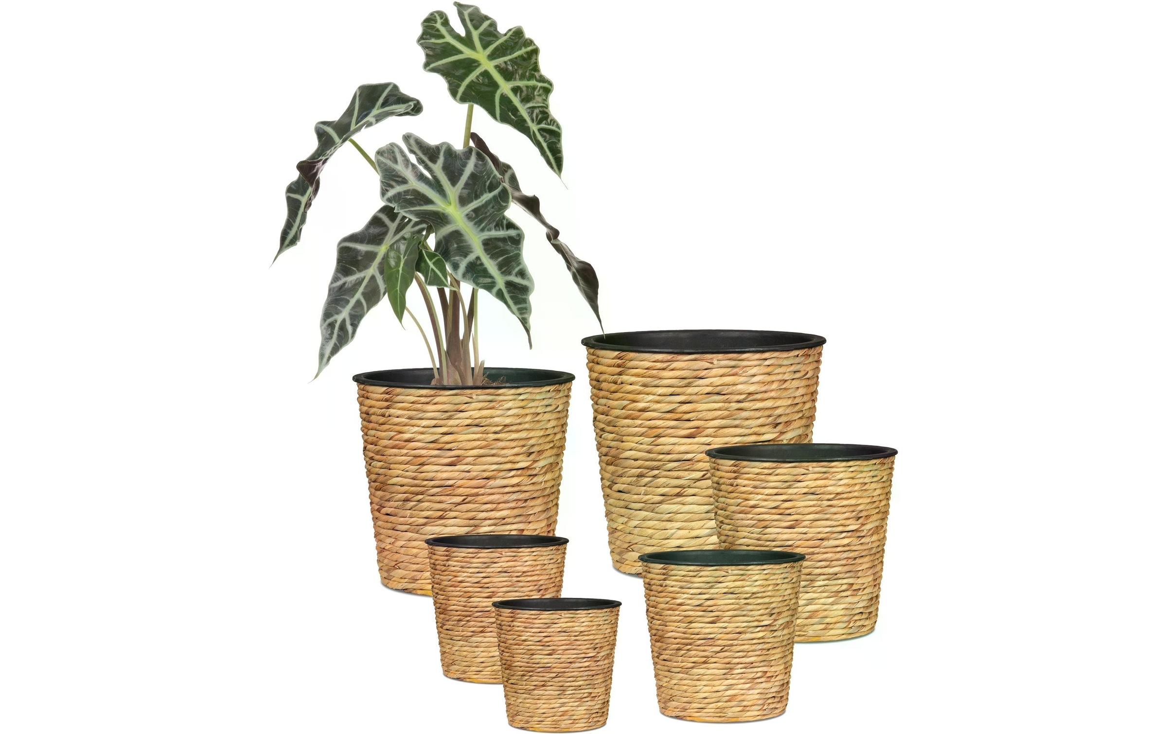 Scheurich Blumentopf »scheurich«