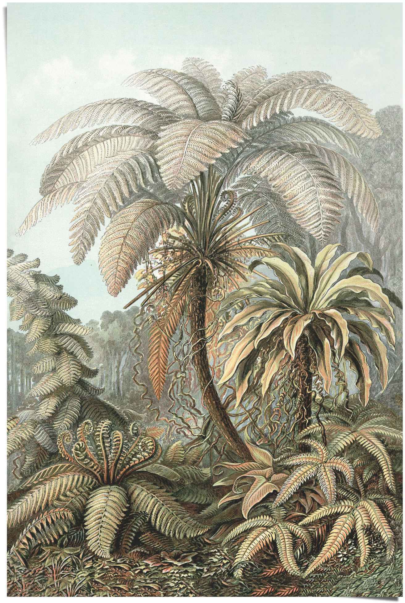 Reinders! Poster »Filicinae Ernst - Haeckel bas Botanisch (1 prix Ernst St.) Palmen«, Haeckel - à Dschungel 