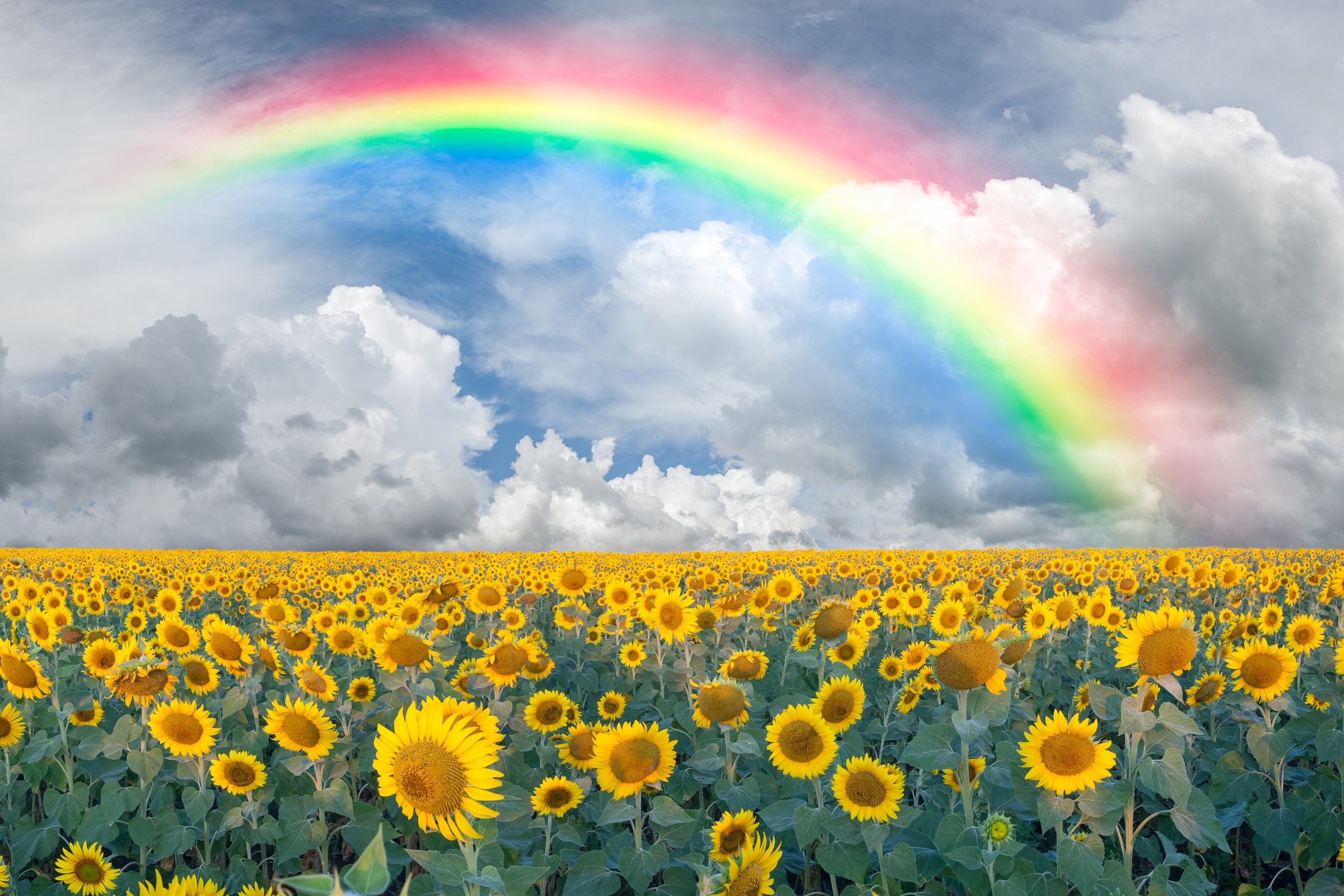 Image of Papermoon Fototapete "Rainbow Sunflowers" glatt