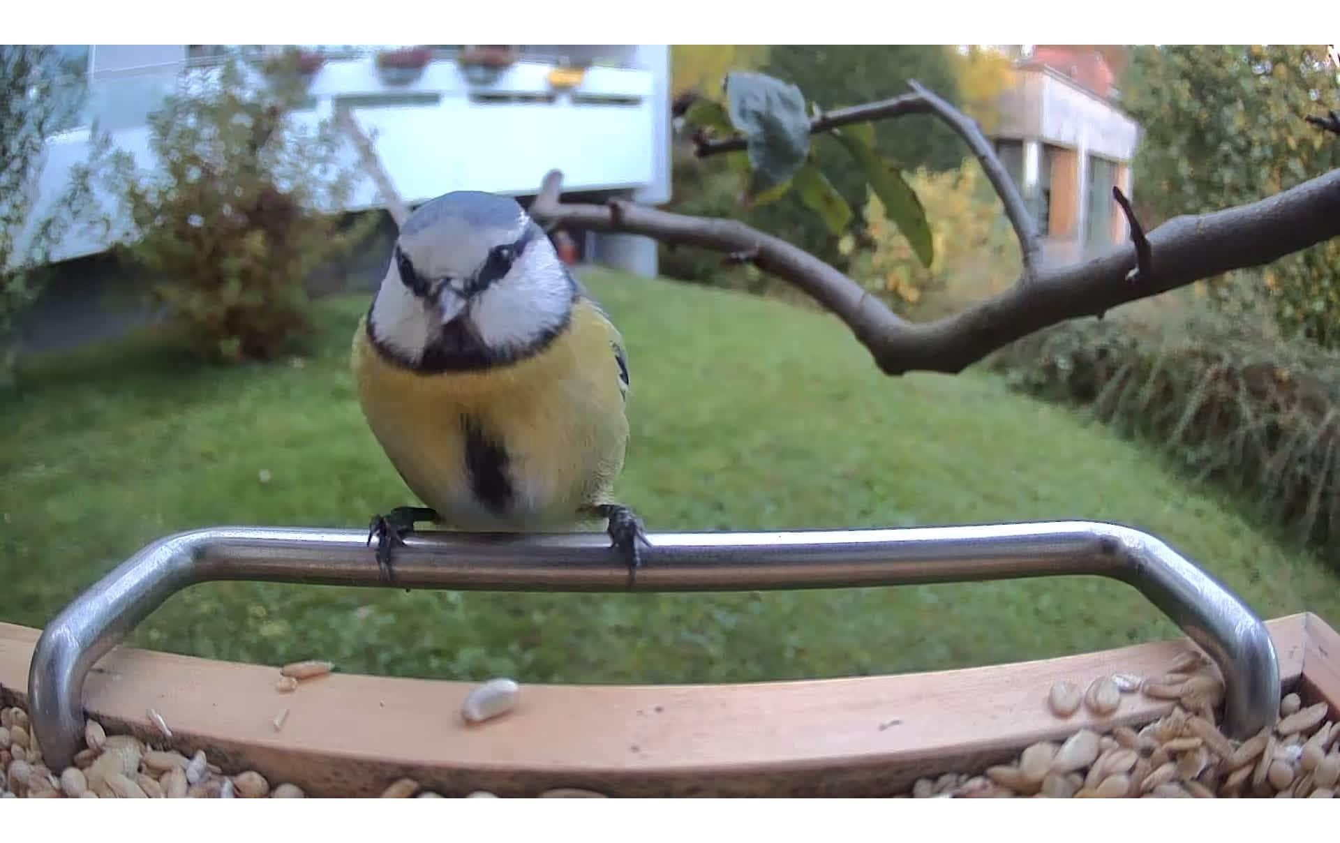   Vogelhaus »Sanilu mit Kamera mit Solarpanel«