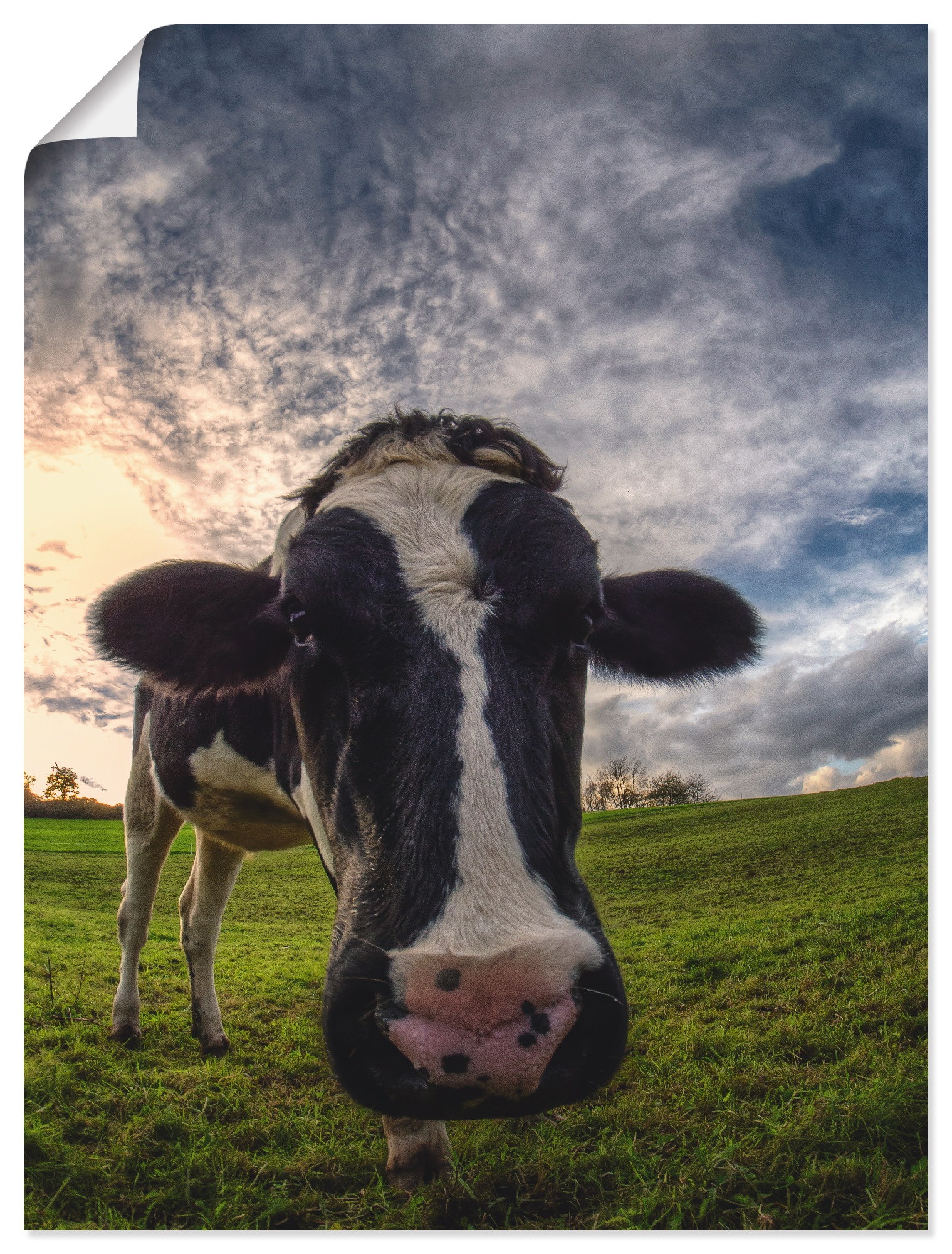 Image of Artland Wandbild »Lustige Kuh«, Haustiere, (1 St.), in vielen Grössen & Produktarten -Leinwandbild, Poster, Wandaufkleber / Wandtattoo auch für Badezimmer geeignet bei Ackermann Versand Schweiz