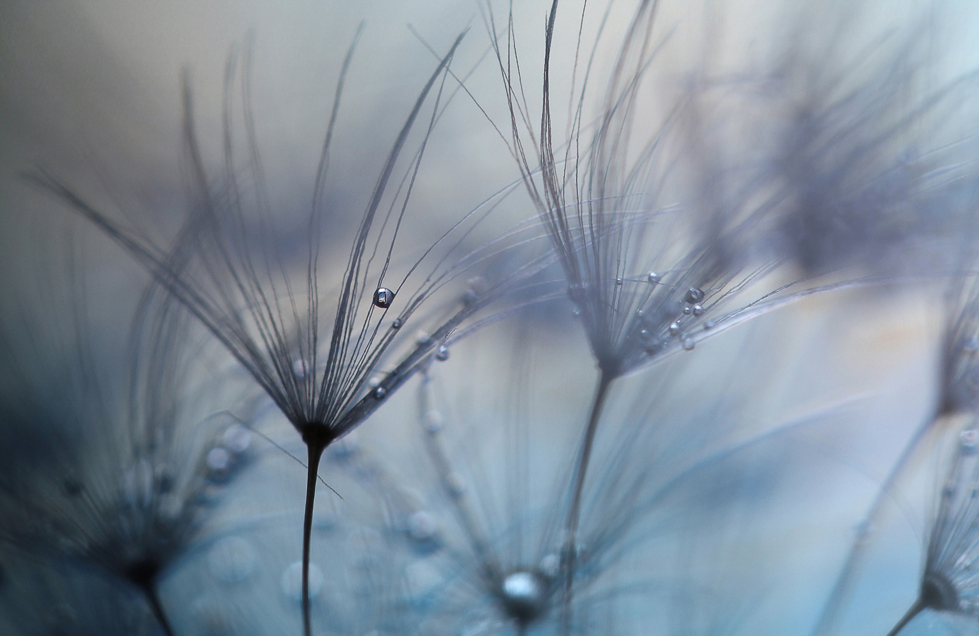 Image of Papermoon Fototapete »Photo-Art MATHIEU IRTHUM, TEARDROPS«, Vliestapete, hochwertiger Digitaldruck, inklusive Kleister bei Ackermann Versand Schweiz