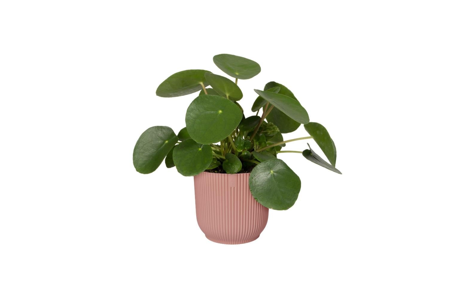 Elho Pot de fleurs »Vibes Fold Rund 30 cm«
