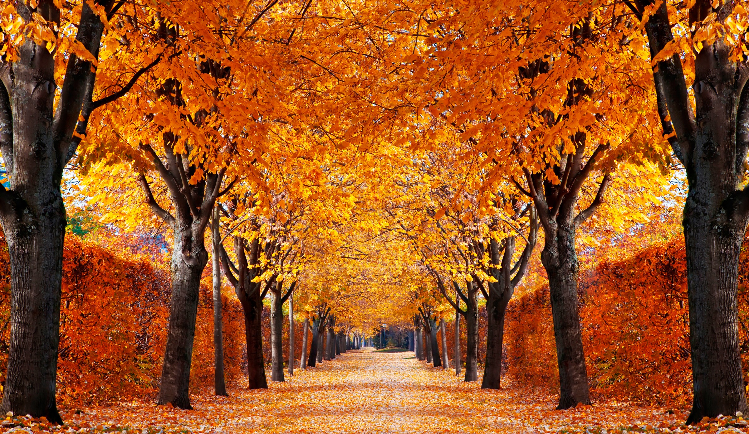 Image of Papermoon Fototapete "Autumn Alley" glatt