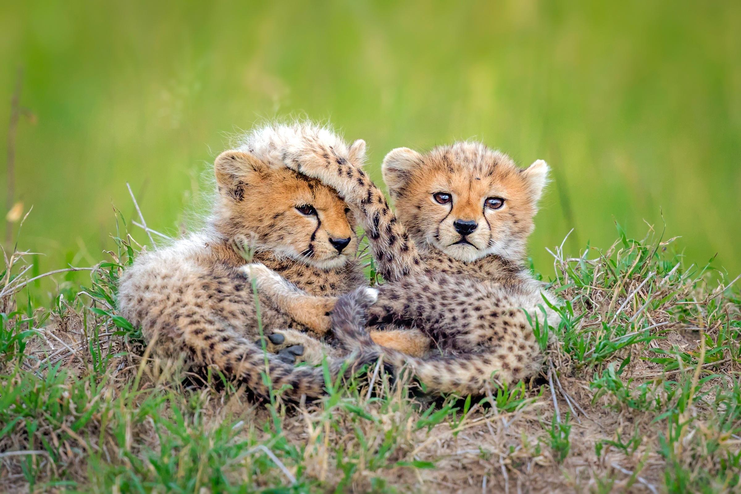 Image of Papermoon Fototapete »Photo-Art ROSHKUMAR, KATZEN GEPARD BABY«, Vliestapete, hochwertiger Digitaldruck, inklusive Kleister bei Ackermann Versand Schweiz