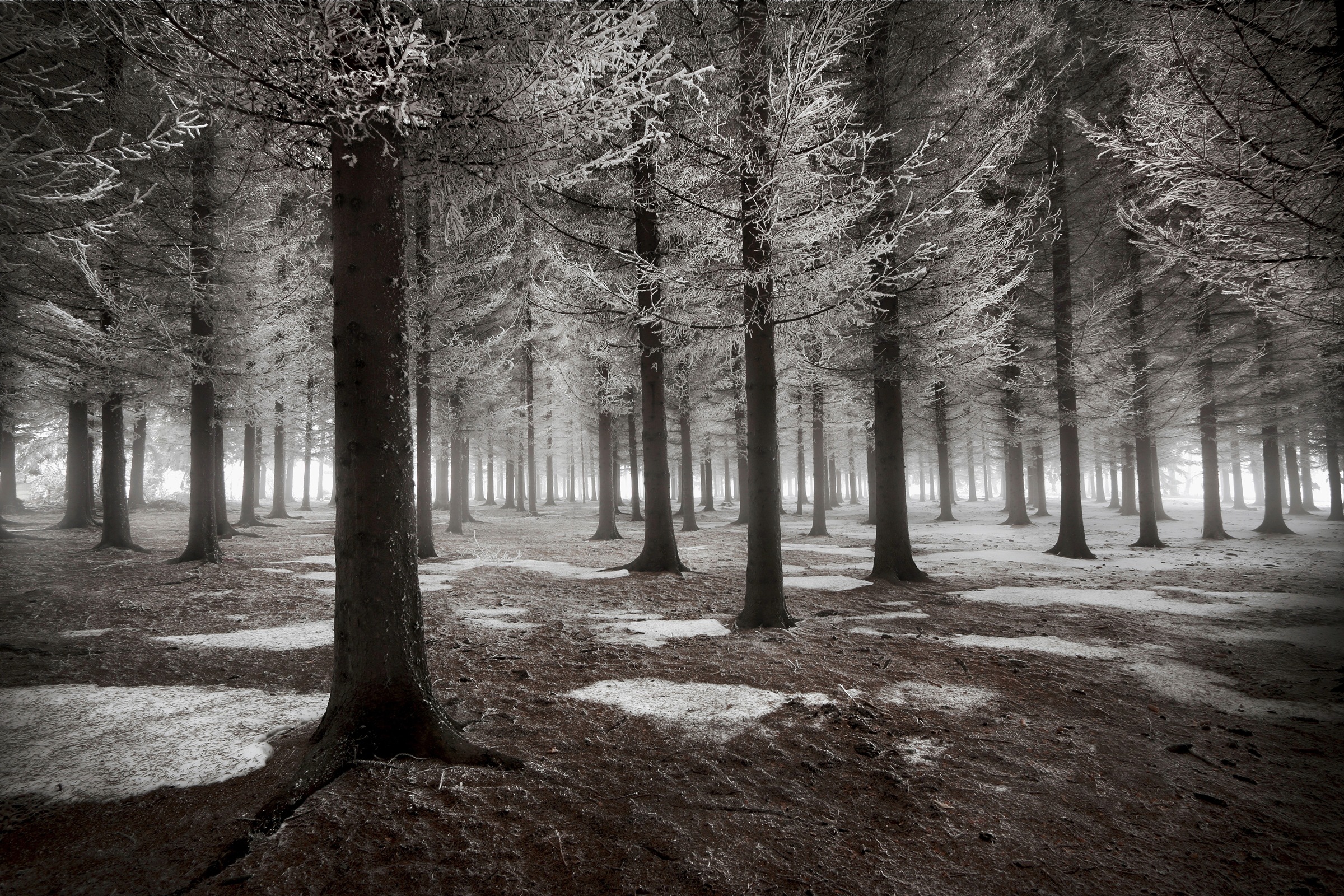 Image of Papermoon Fototapete "Photo-Art DRAGISA PETROVIC, DER BEGINN DES WINTERS"