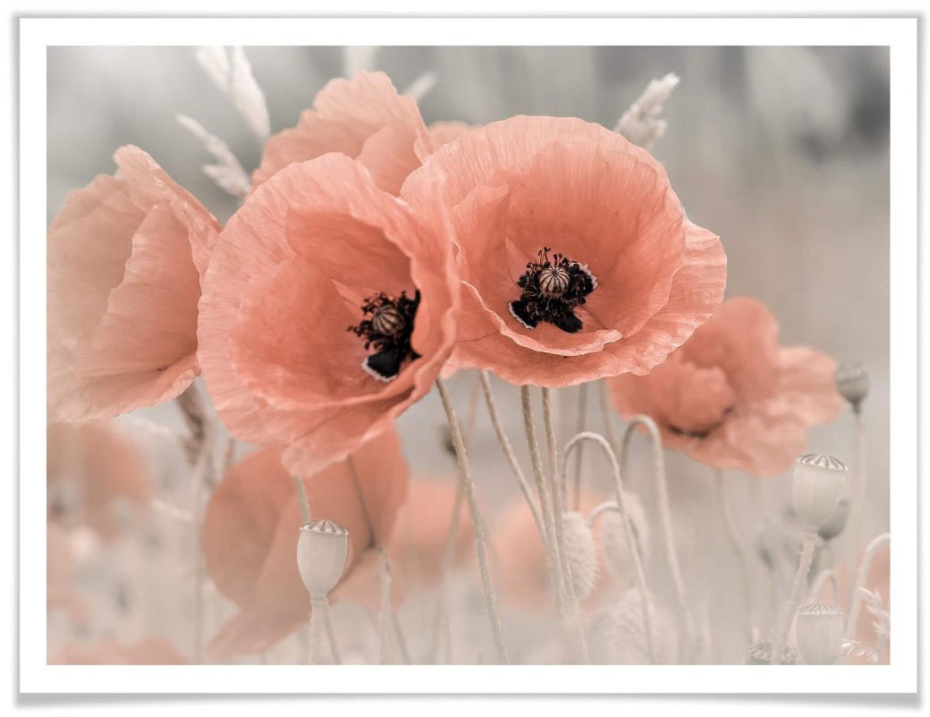 Image of Wall-Art Poster »Mohnblumen Pastell«, Blumen, (1 St.) bei Ackermann Versand Schweiz
