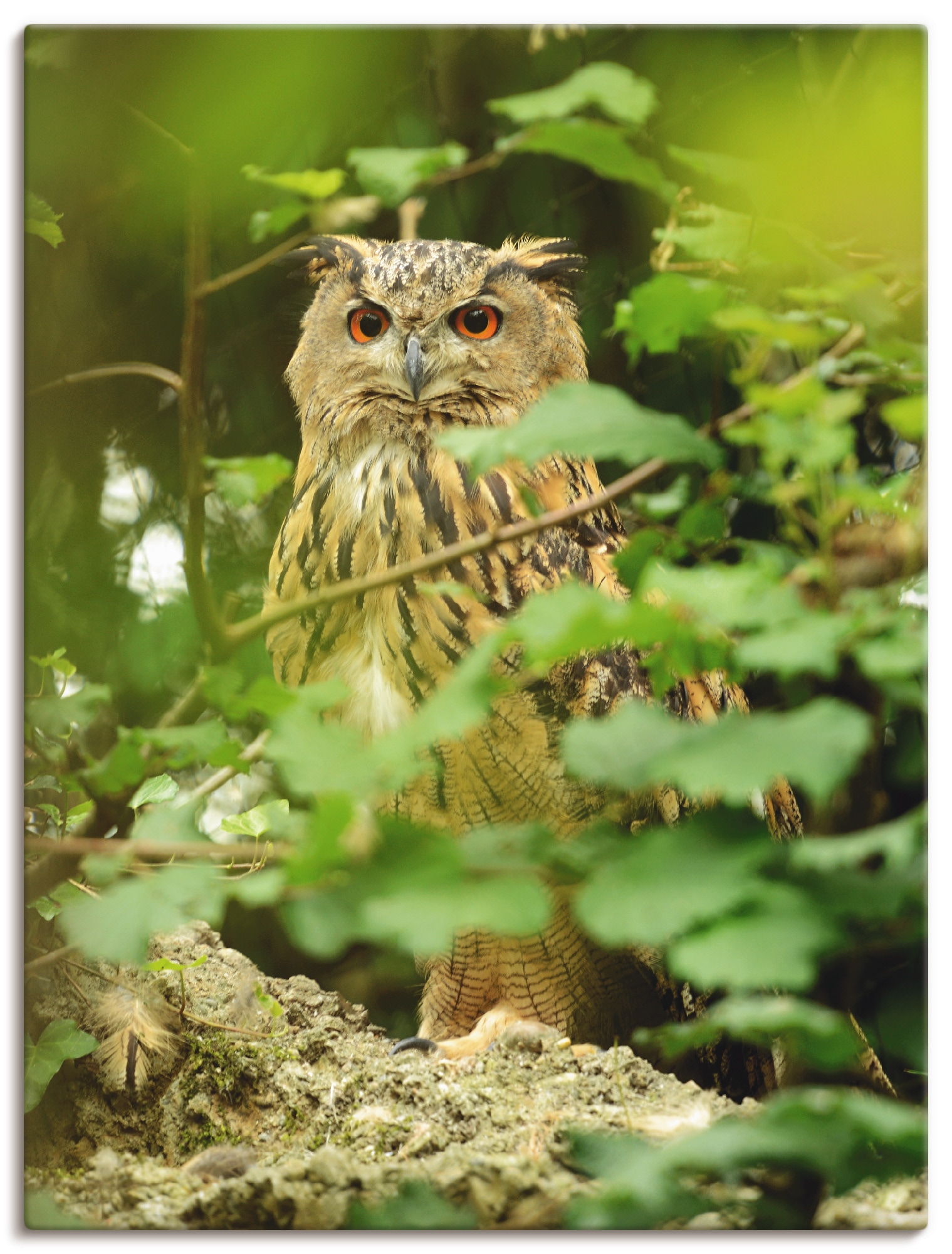 Image of Artland Leinwandbild "Vogel Uhu" Vögel 1 Stk. tlg. auf Holzrahmen gespannt