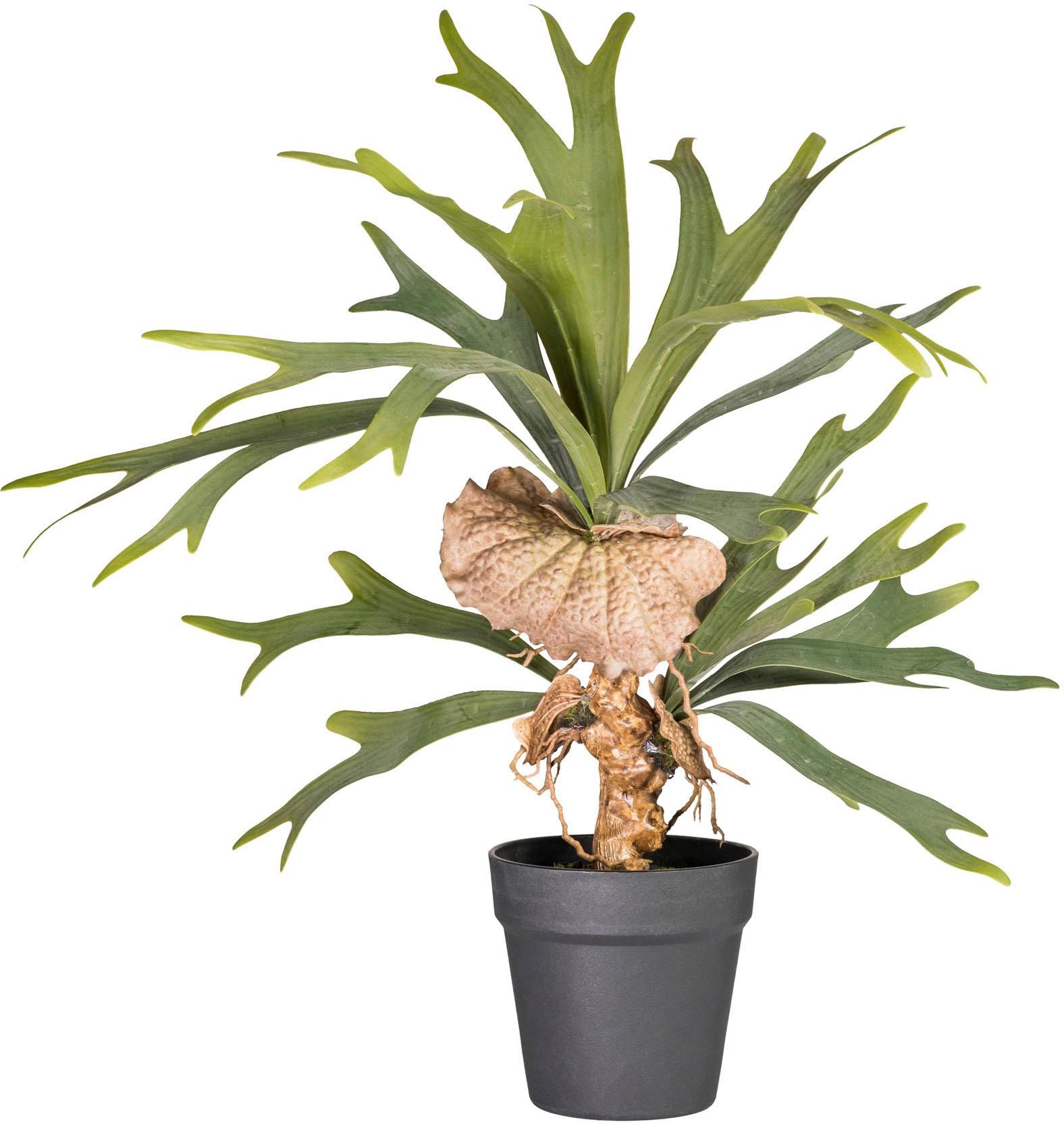 Image of Creativ green Kunstpflanze »Platycerium«, (1 St.) bei Ackermann Versand Schweiz