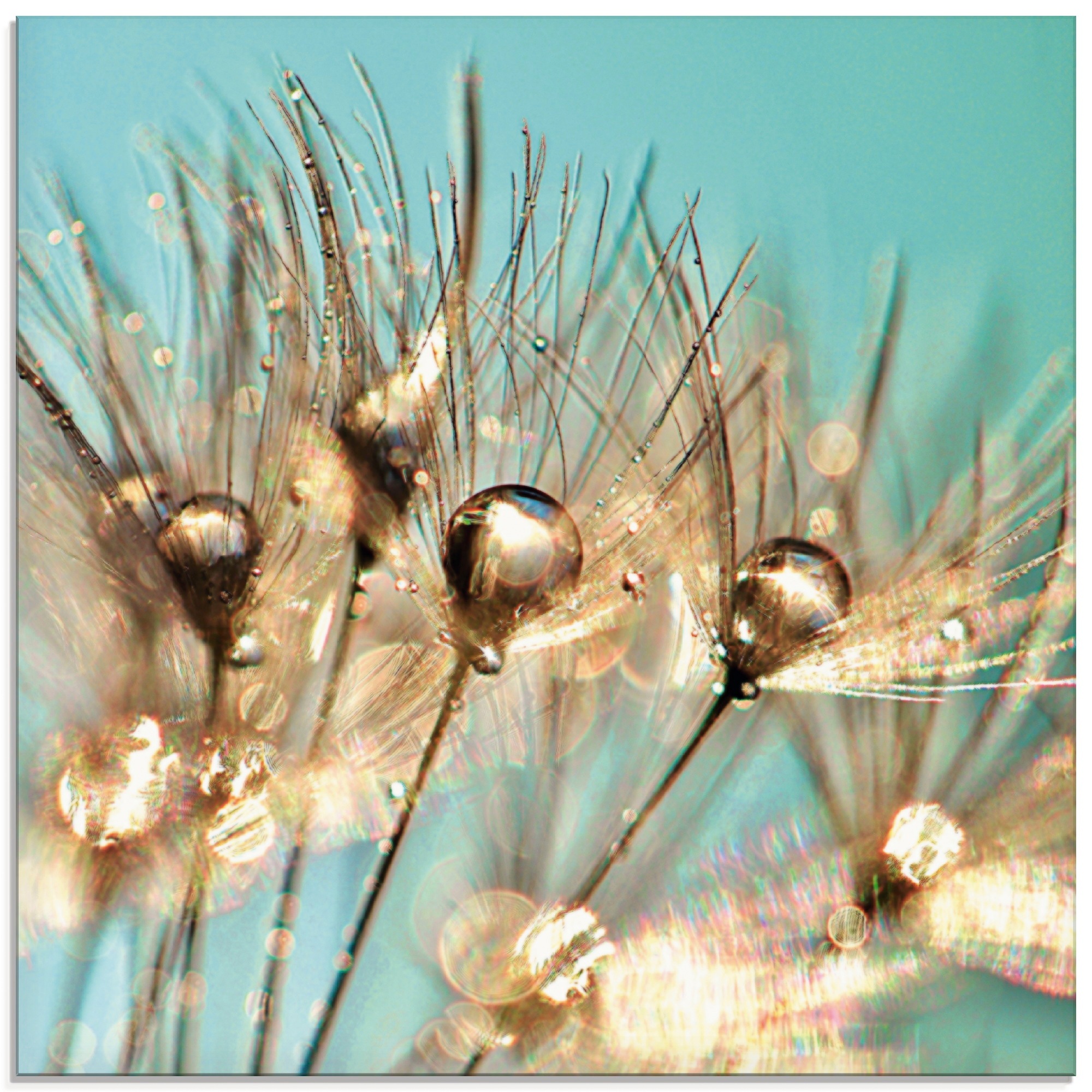 Image of Artland Glasbild "Pusteblume Goldener Tau" Blumen 1 Stk. tlg. in verschiedenen Grössen