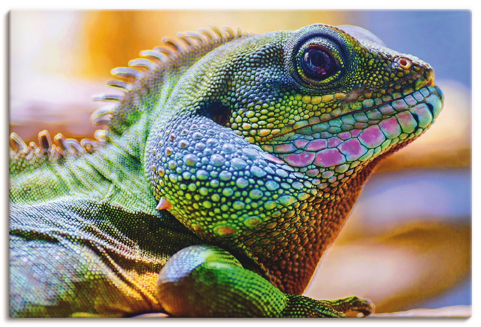 Image of Artland Leinwandbild "Farbiger Kopf eines Leguan" Reptilien 1 Stk. tlg. auf Holzrahmen gespannt