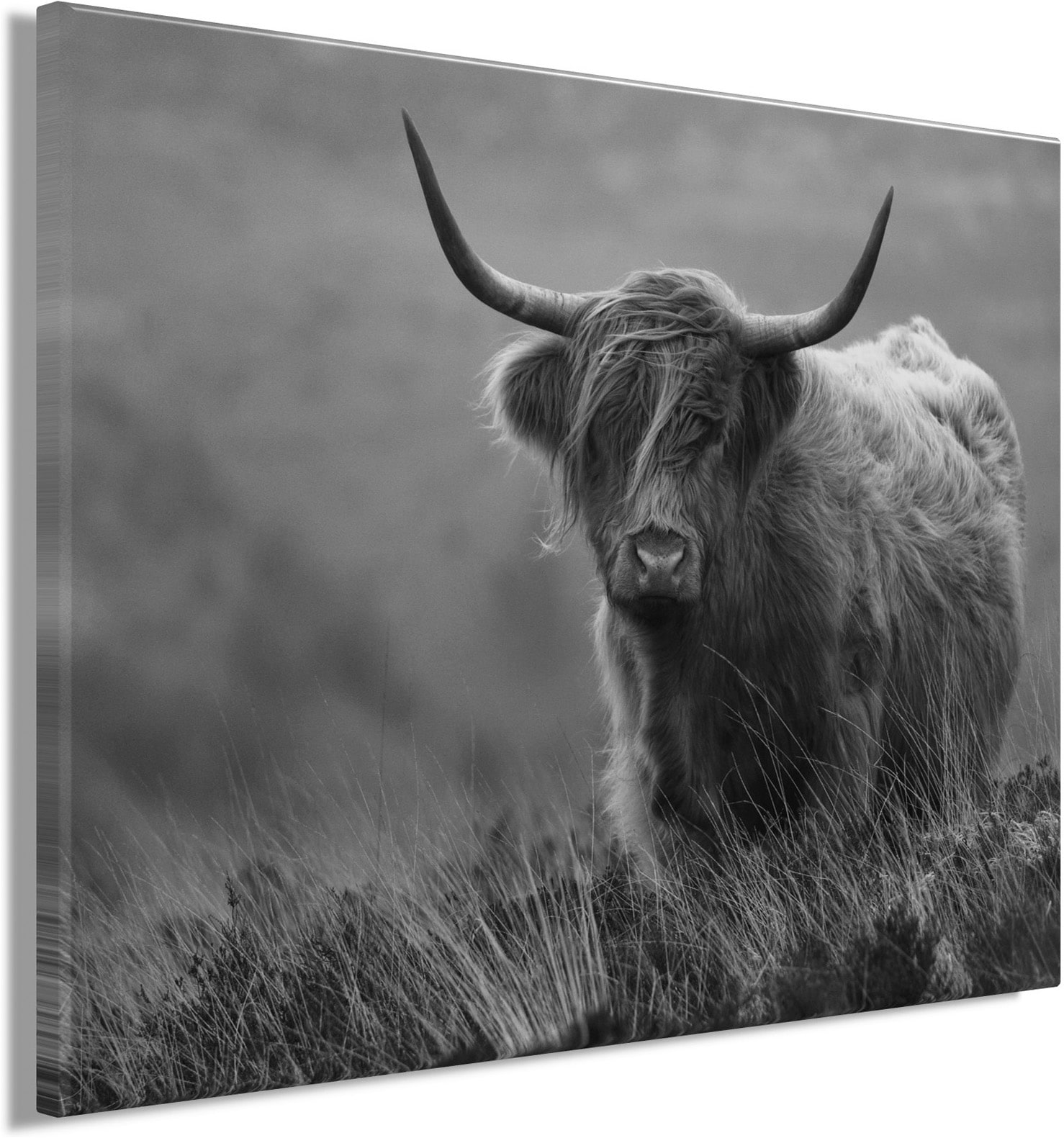 Bönninghoff Bild »Wandbild HOCHLANDRIND SW 46x61 cm – Leinwandbild Keilrahmen Deko« Hochlandrind | Kuh | Kuhbilder auf Keilrahmen gespannt