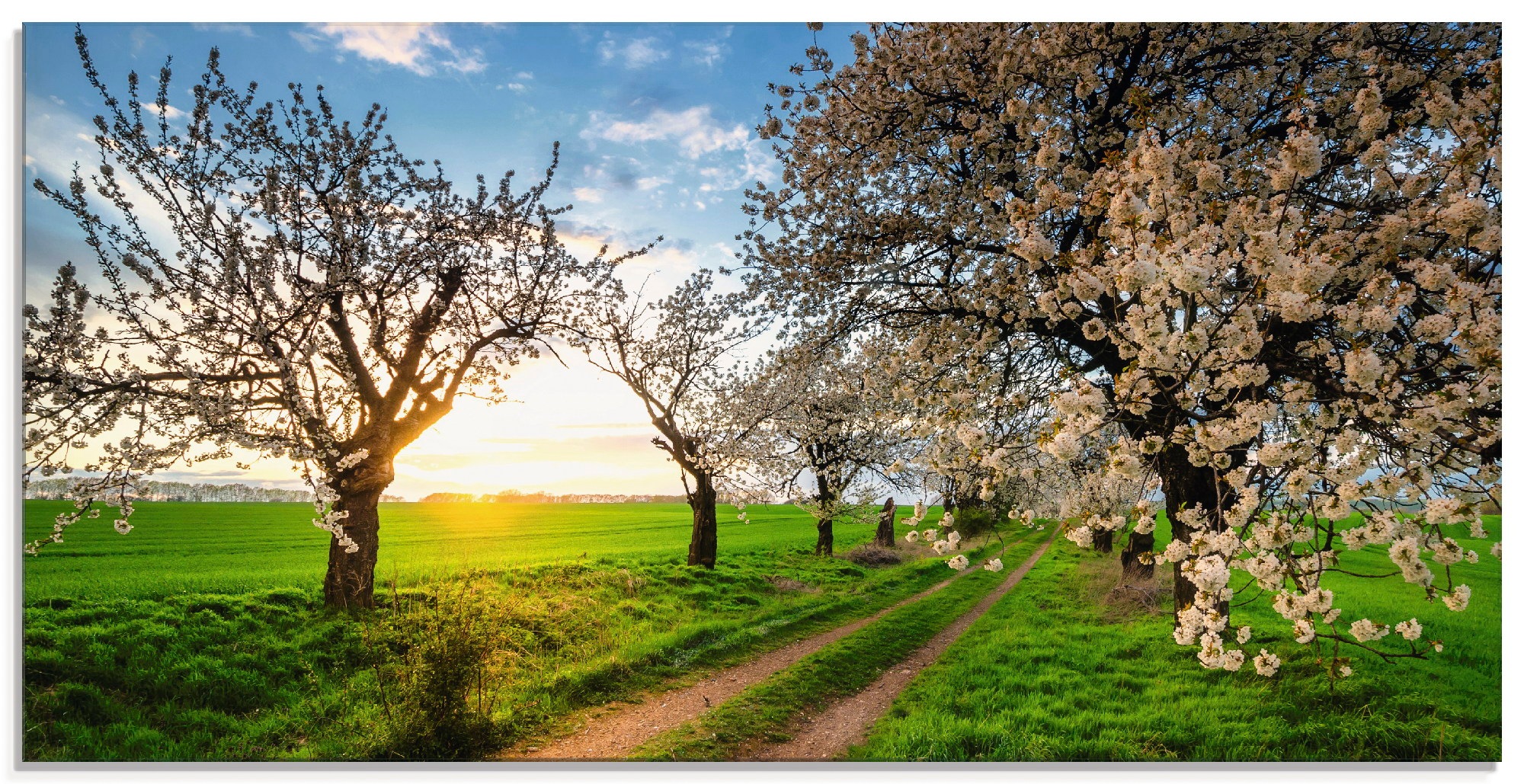 Image of Artland Glasbild »Kirschallee«, Felder, (1 St.) bei Ackermann Versand Schweiz