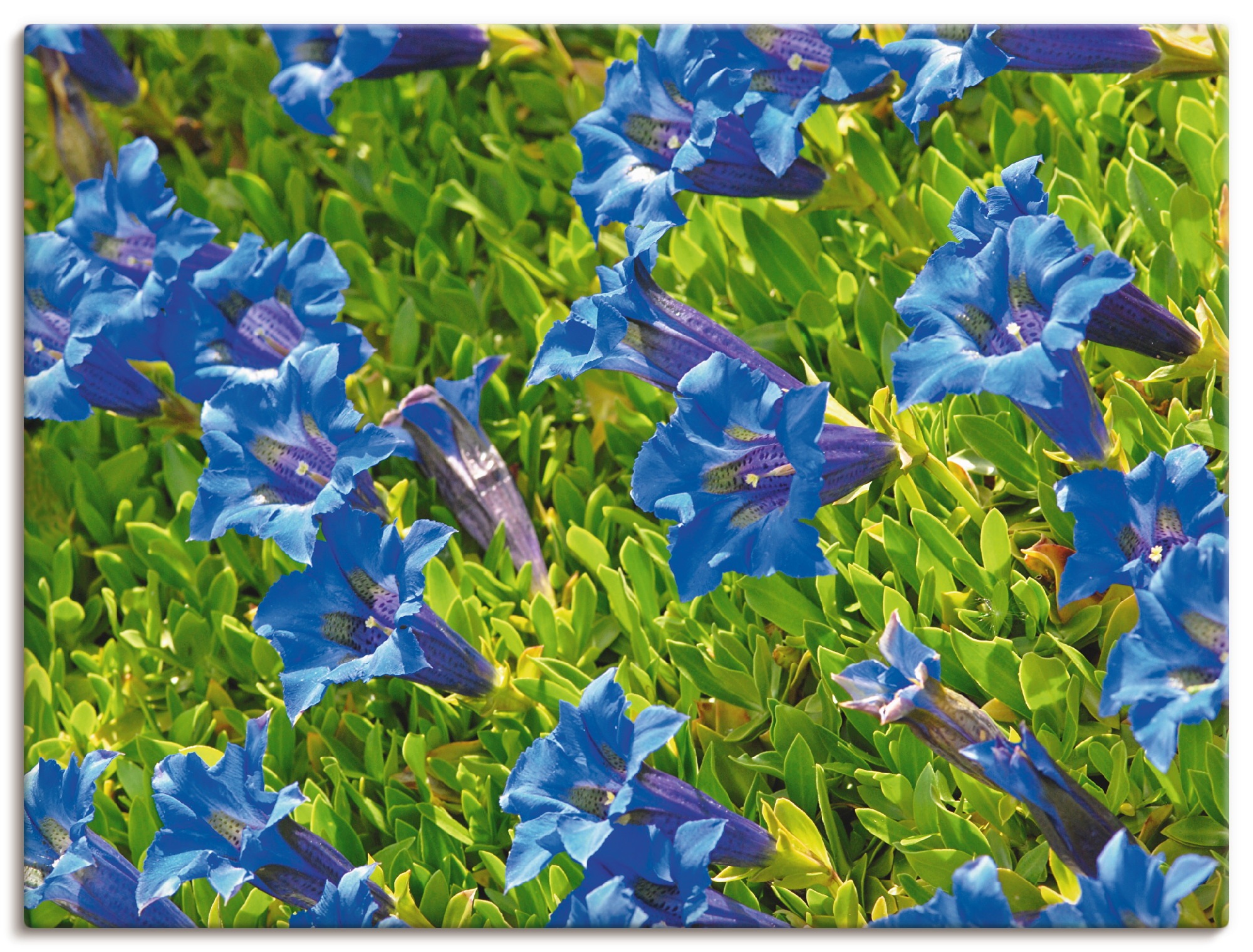Image of Artland Leinwandbild "Enzian" Blumenwiese 1 Stk. tlg. auf Holzrahmen gespannt