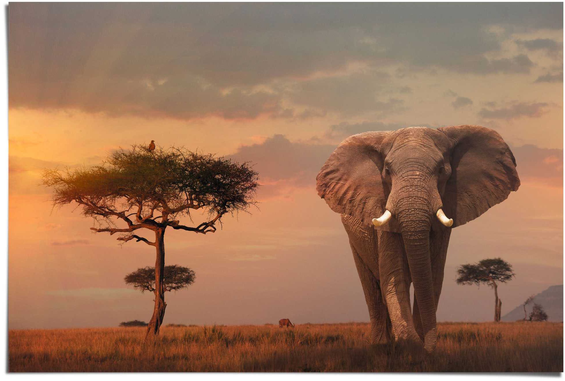 Image of Reinders Poster "Afrikas Wildtiere Elefant" 1 Stk. tlg.