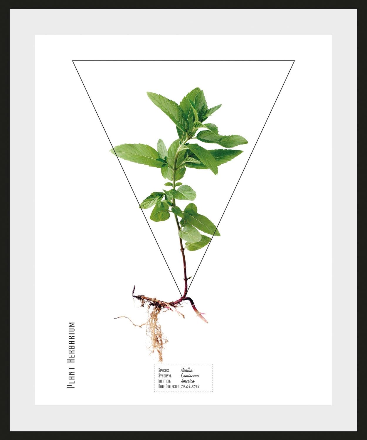 queence Bild »Mentha« Pflanzen | Pflanzenbilder | Schriftzug 1 Stk. tlg. HD Premium Poster-Druck inkl. Holzrahmen