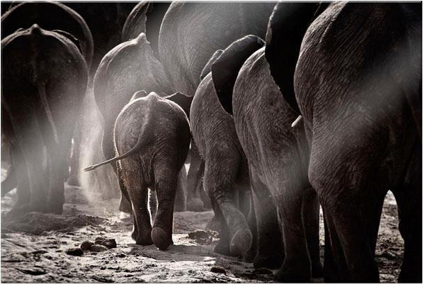 Image of Wall-Art Acrylglasbild »McRae - Walking Home« bei Ackermann Versand Schweiz