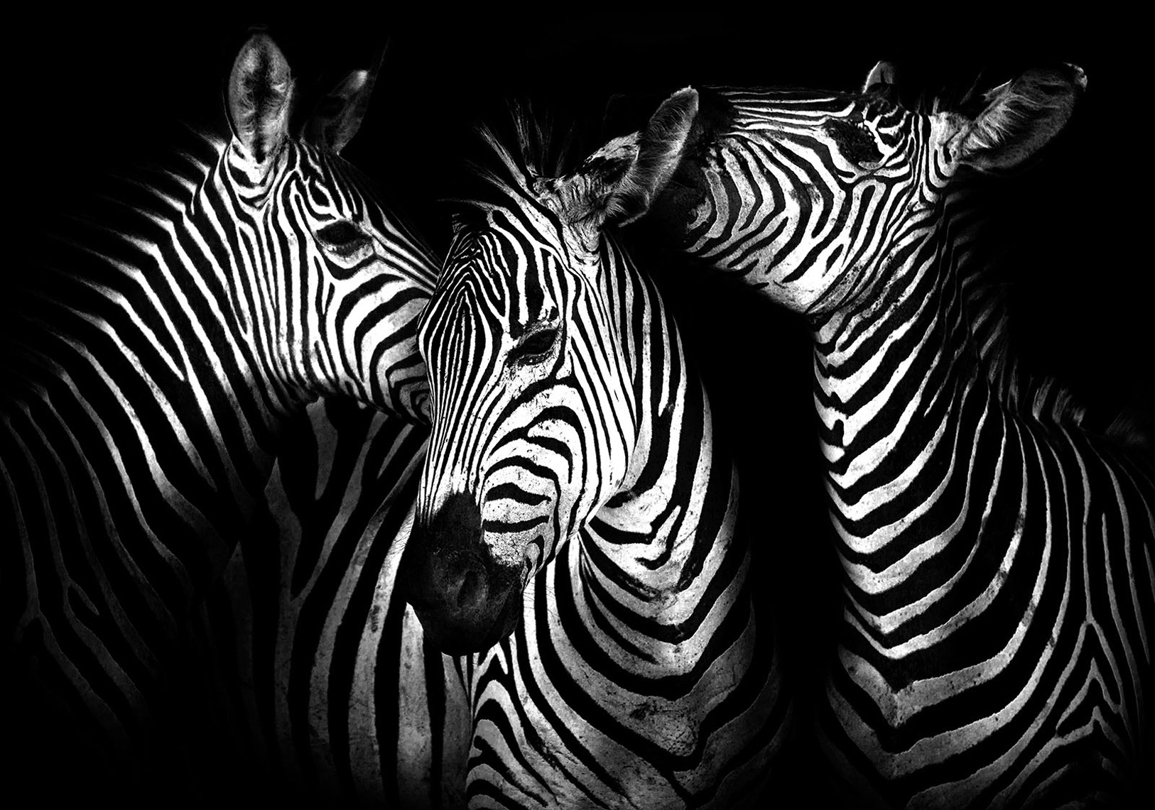 Image of Consalnet Vliestapete »ZEBRA«, grafisch, in verschiedenen Grössen bei Ackermann Versand Schweiz