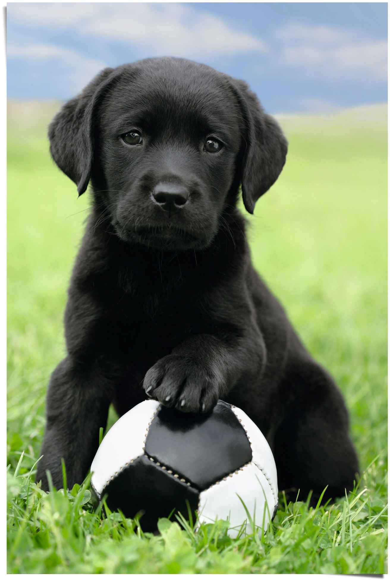 Image of Reinders Poster "Labrador Welpe Fussball" 1 Stk. tlg.