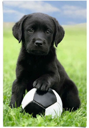 Poster »Labrador Welpe Fussball«, (1 St.)