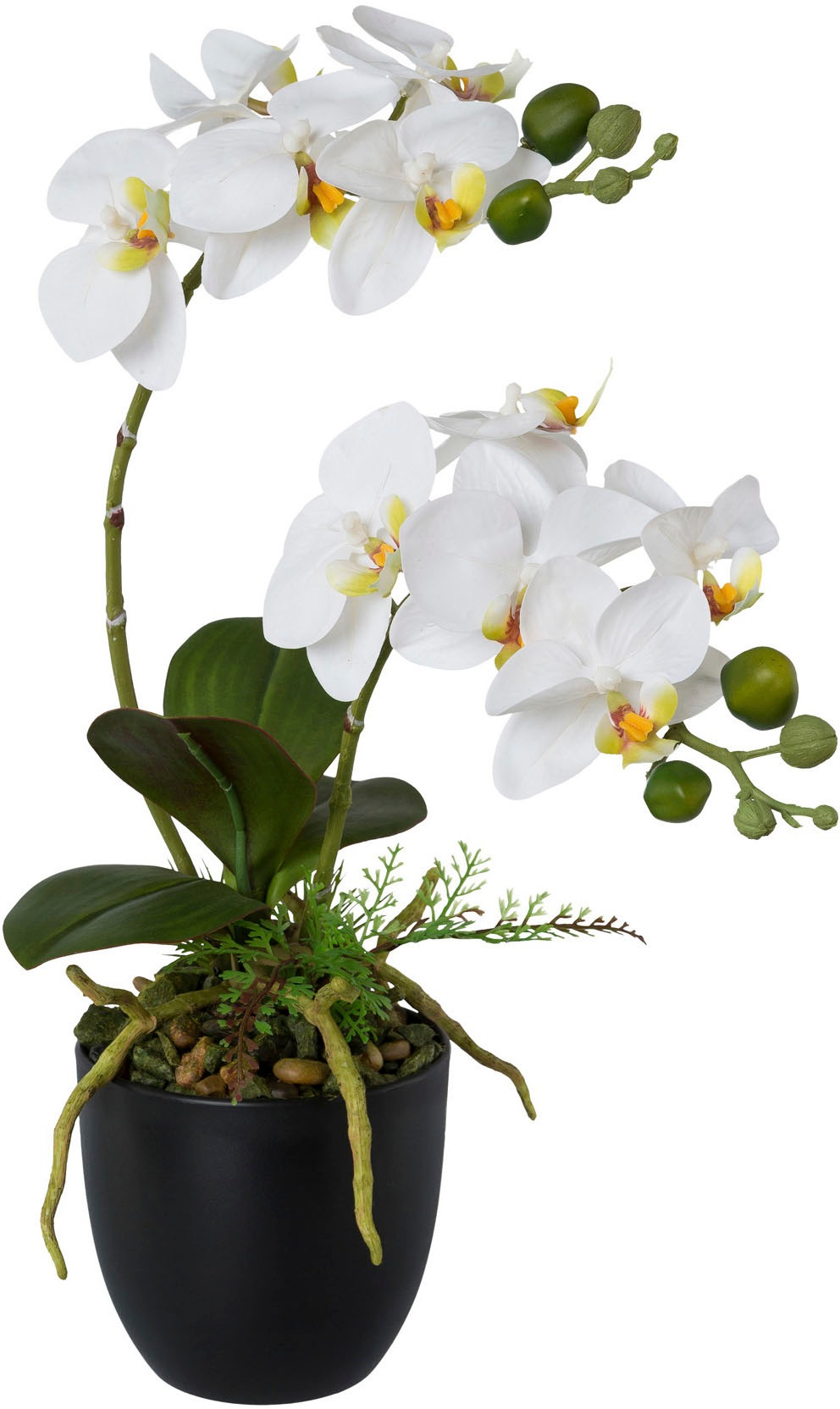 Image of Creativ green Kunstorchidee »Phalaenopsis«, (1 St.), im Kunststofftopf bei Ackermann Versand Schweiz
