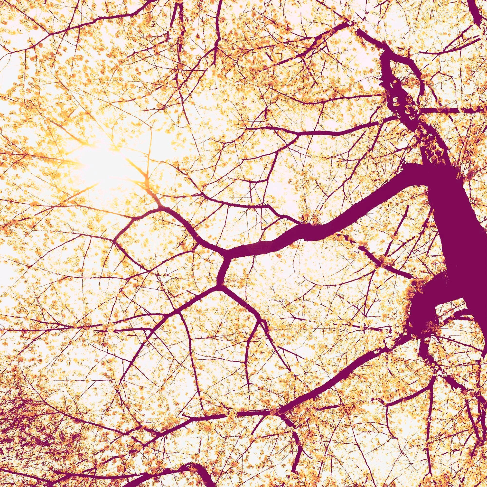 Image of Komar Vliestapete »Sunshine«, naturalistisch bei Ackermann Versand Schweiz