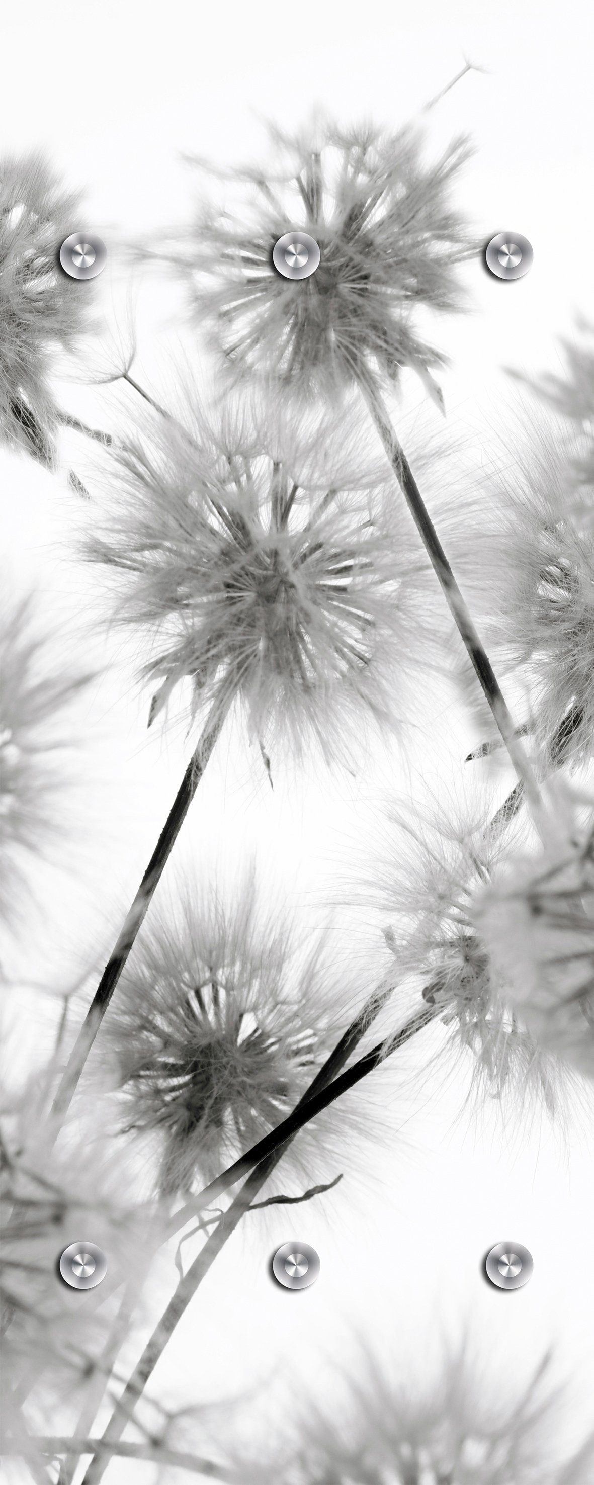 Image of queence Garderobenleiste »Blüte«, mit 6 Haken, 50 x 120 cm bei Ackermann Versand Schweiz